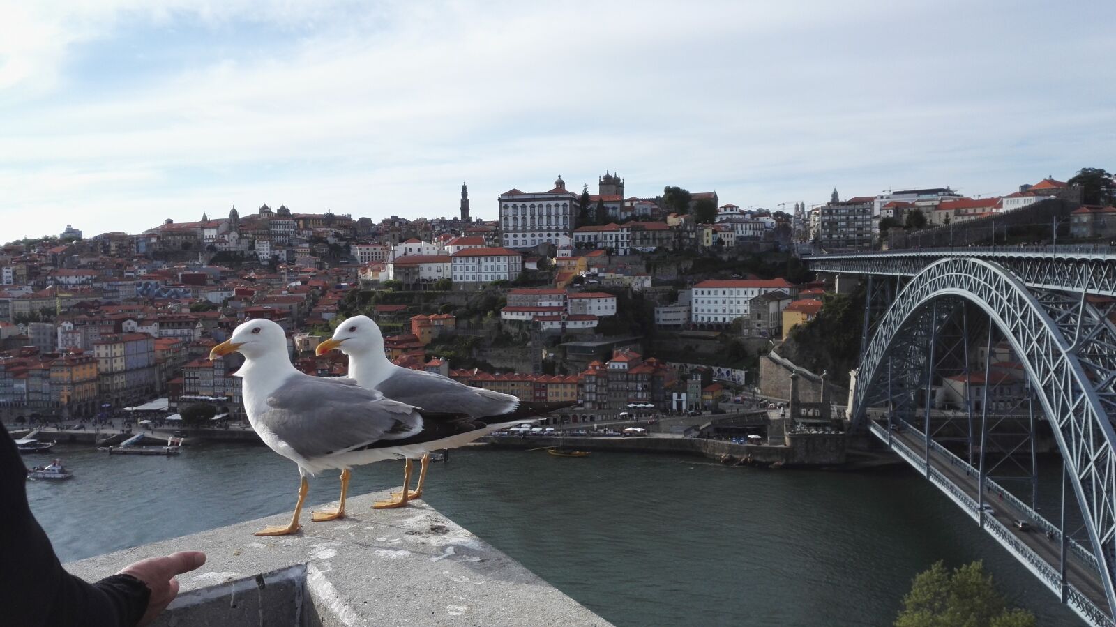 HUAWEI Honor 7 sample photo. Portugal, porto, seagulls photography