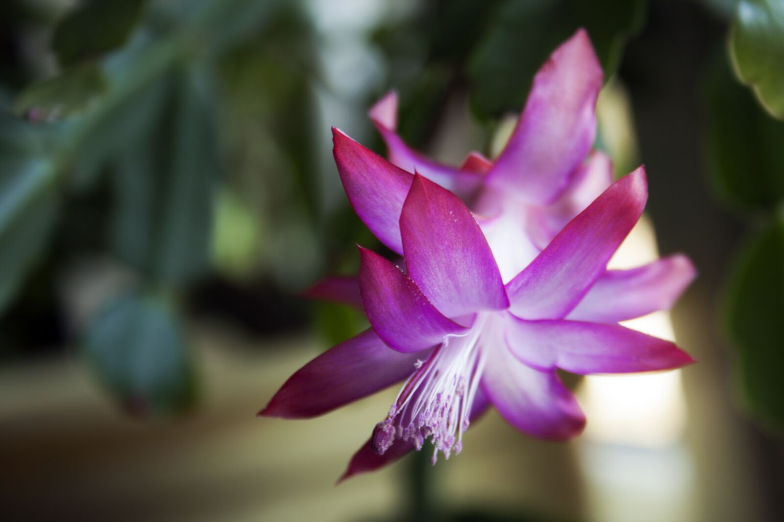 Canon EF-S 18-55mm F3.5-5.6 II sample photo. Cactus, christmas, flower photography
