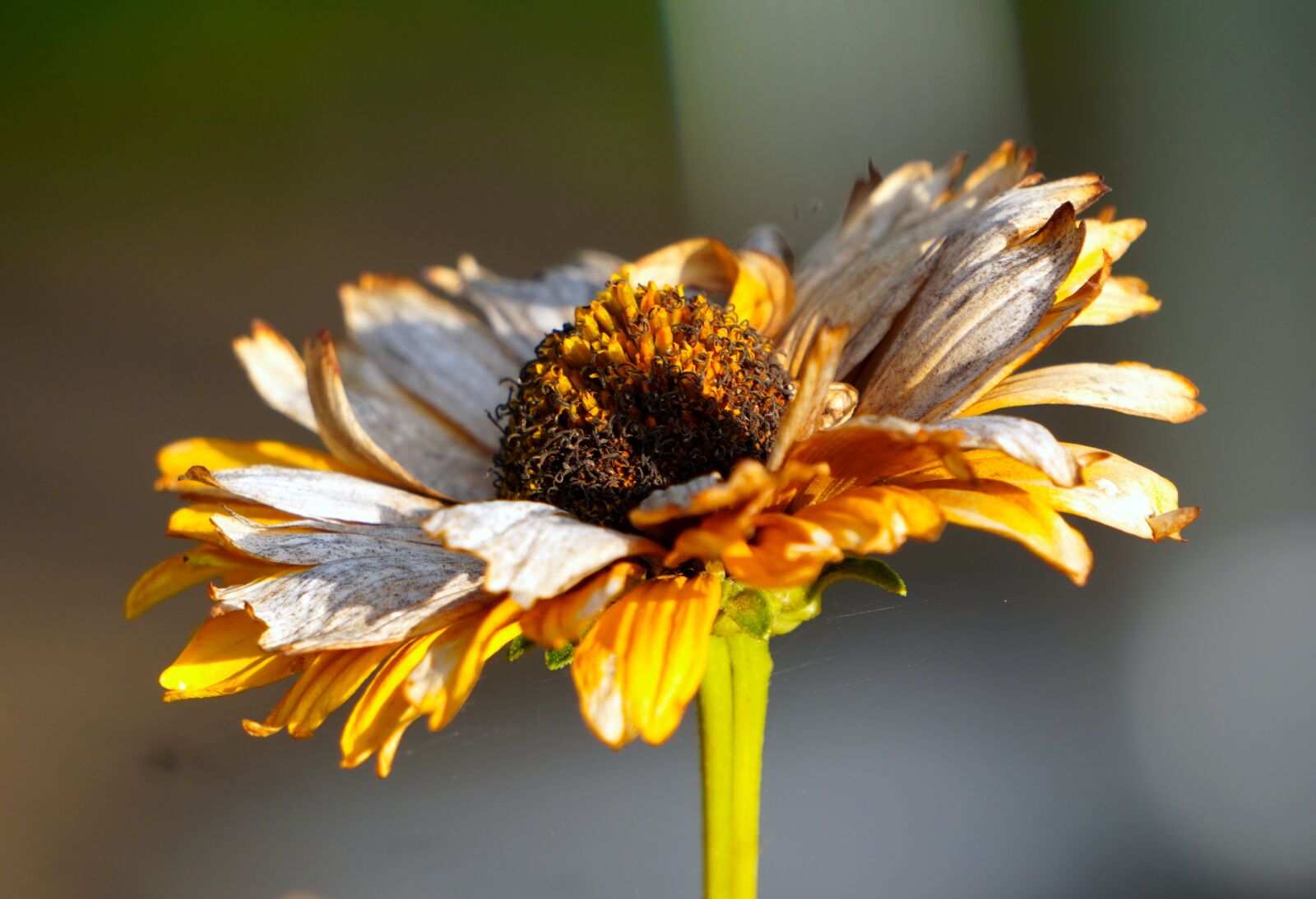 Sony E 55-210mm F4.5-6.3 OSS sample photo. Coneflower, flower, withered photography