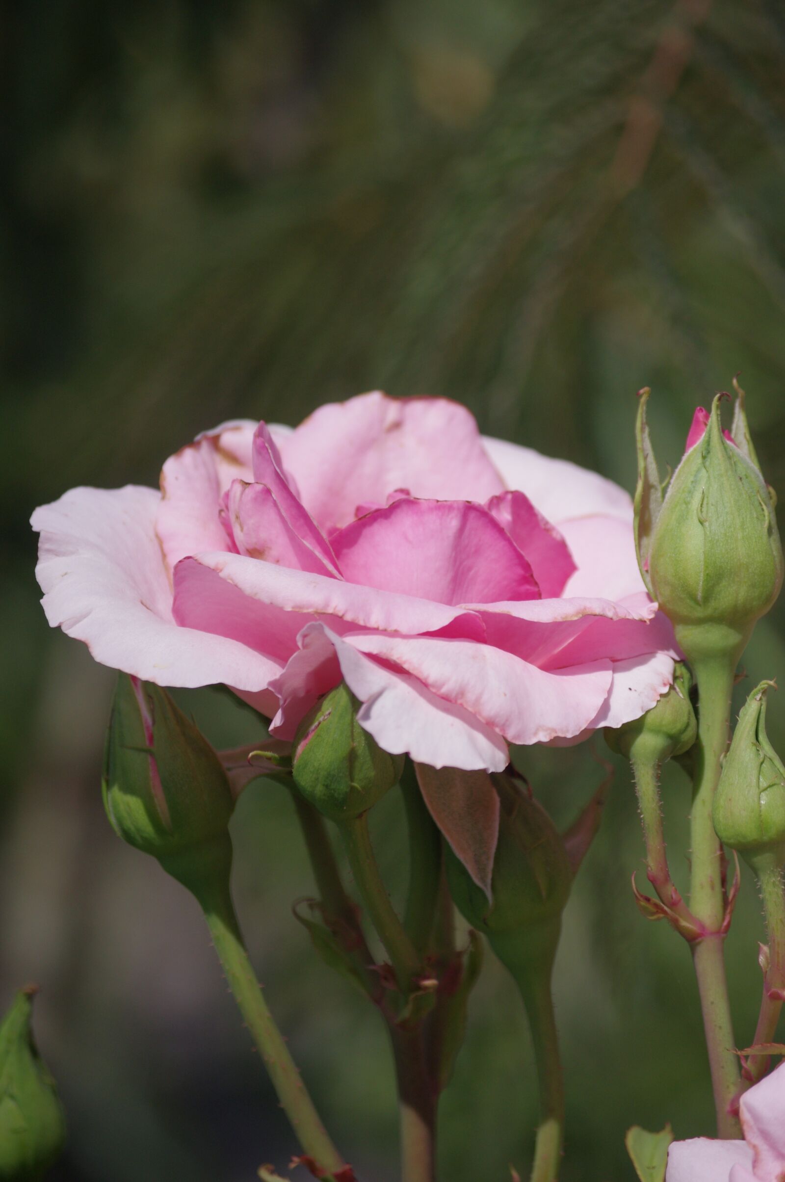 Pentax K-r sample photo. Pink, flower, summer flowers photography