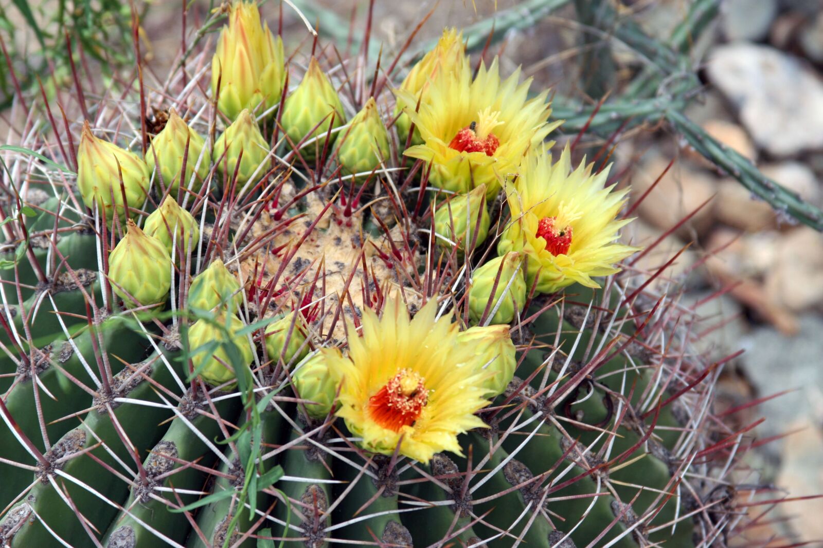 Canon EOS 30D sample photo. Cactus, plant, nature photography