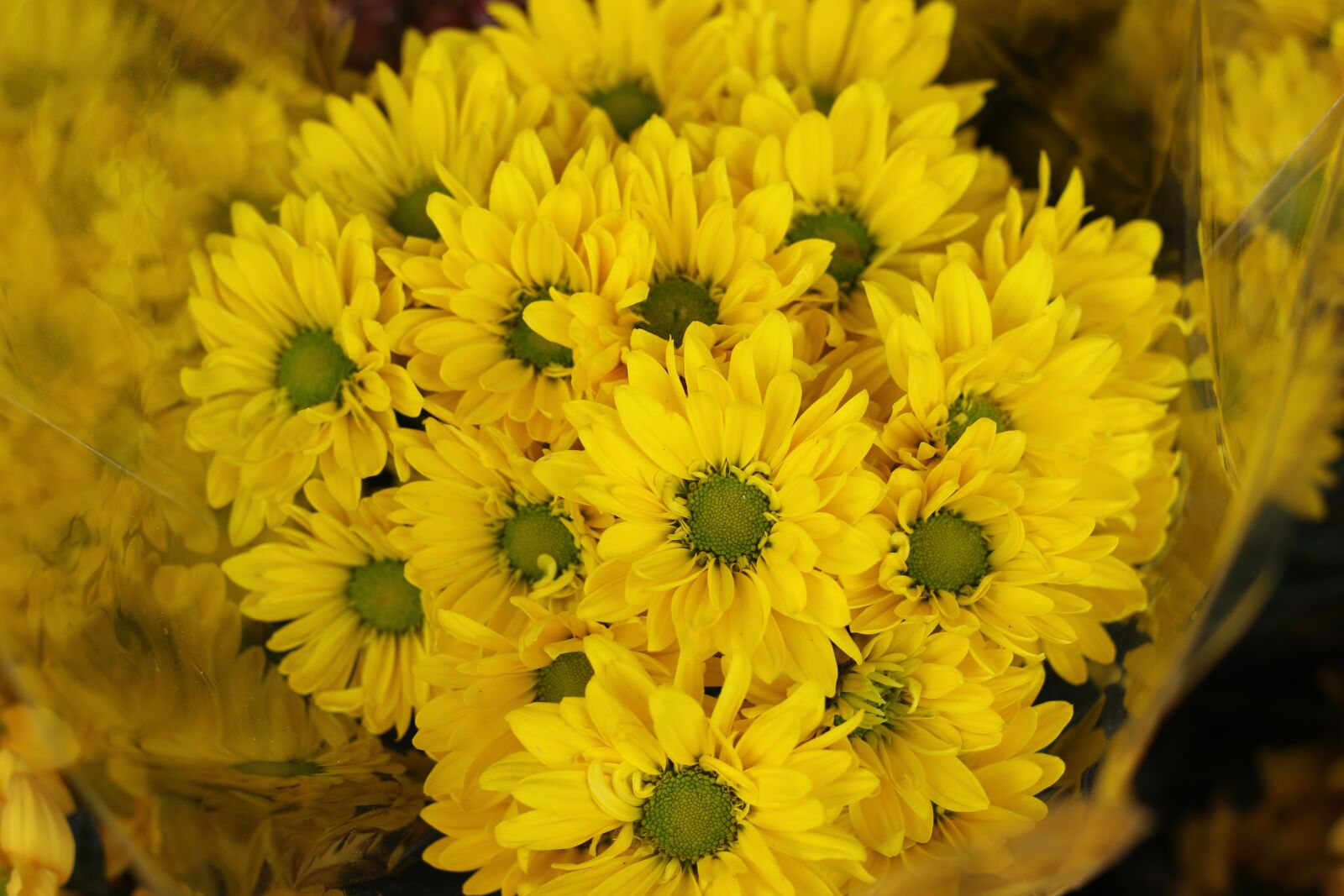 Canon EOS 7D Mark II sample photo. Flowers, chrysanthemum, bloom photography