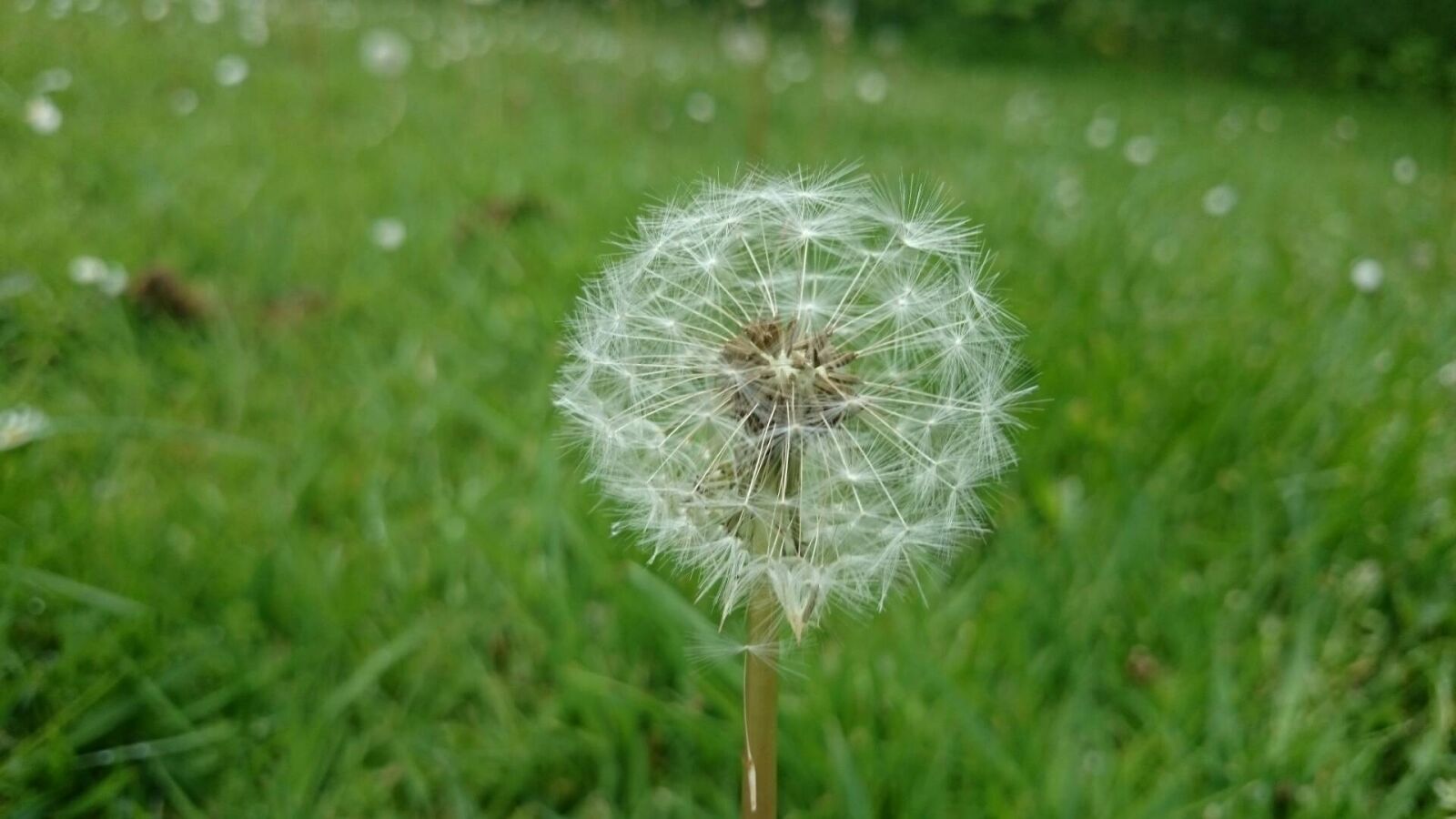 Sony Xperia Z1 sample photo. Dandelion, wild flower, landscape photography
