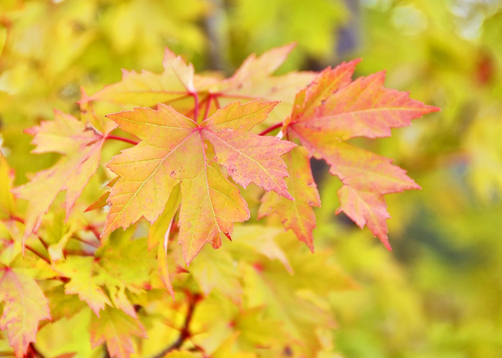 Nikon D7100 sample photo. Fall, autumn, leaves photography
