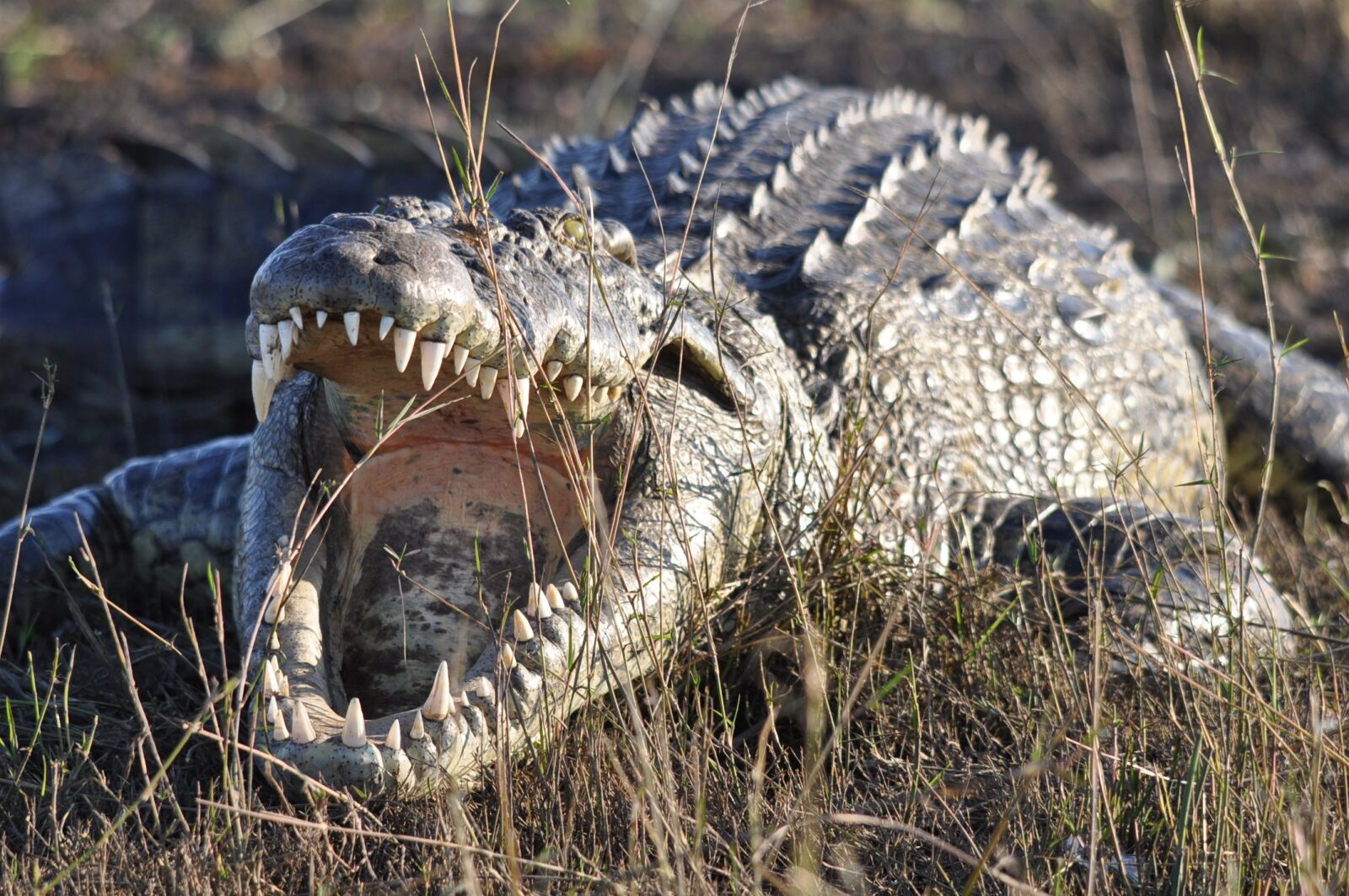 Nikon D90 sample photo. Nature, wildlife, animal photography
