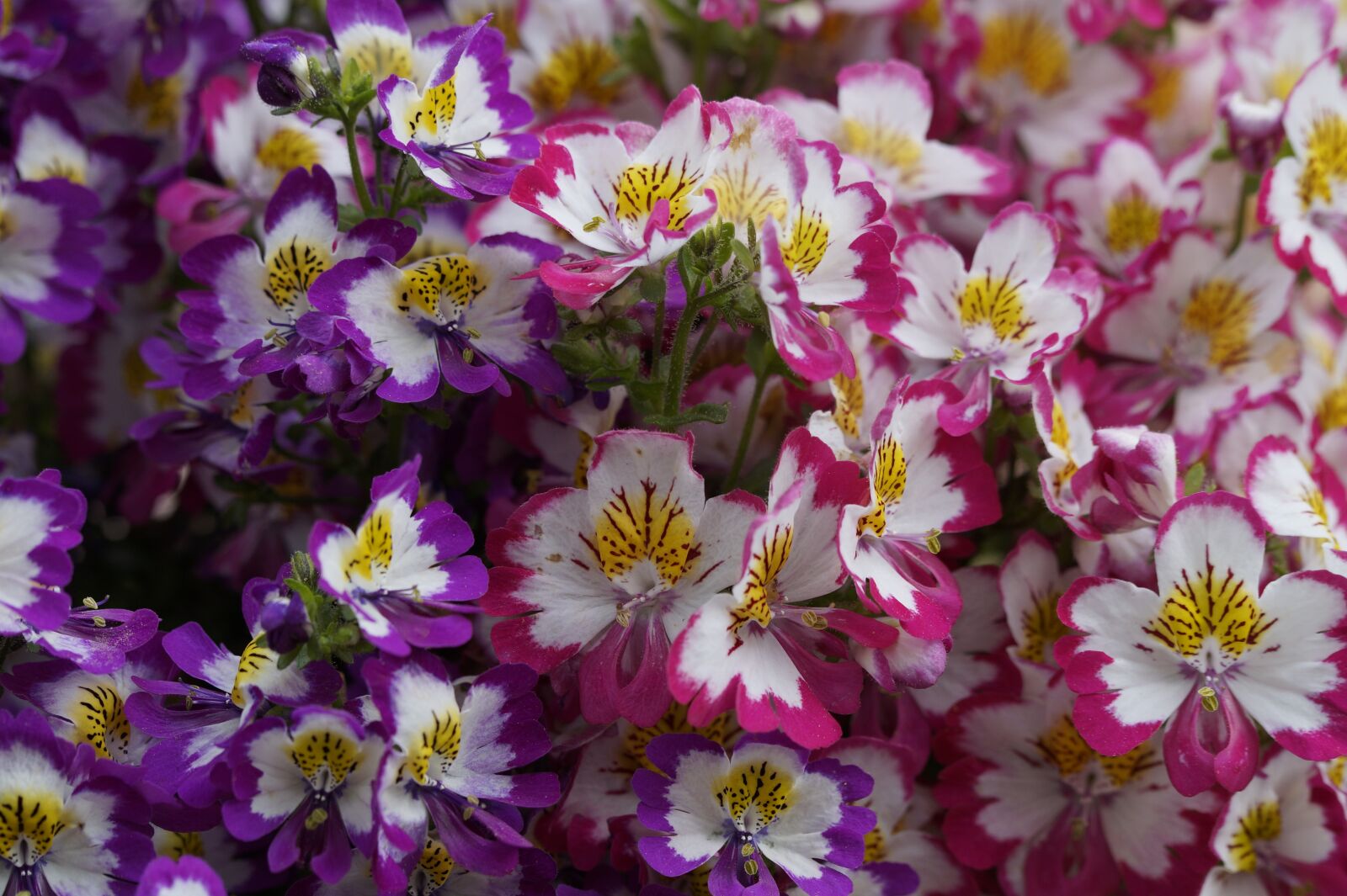 Sony SLT-A58 sample photo. Bauernorchidee, flowers, bloom photography