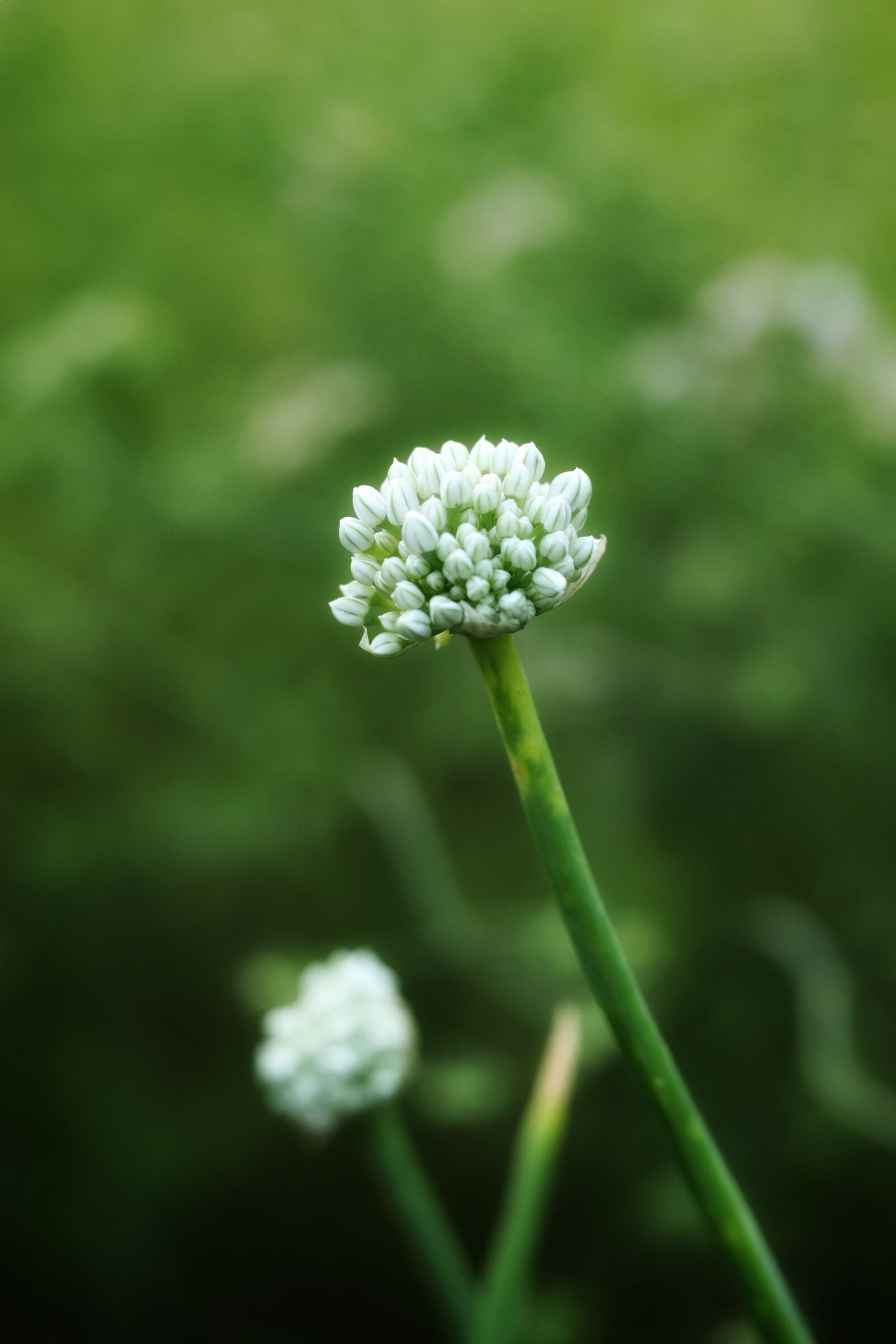 Canon EOS 77D (EOS 9000D / EOS 770D) + Canon EF 50mm F1.8 STM sample photo. Onion, flower, beautiful photography