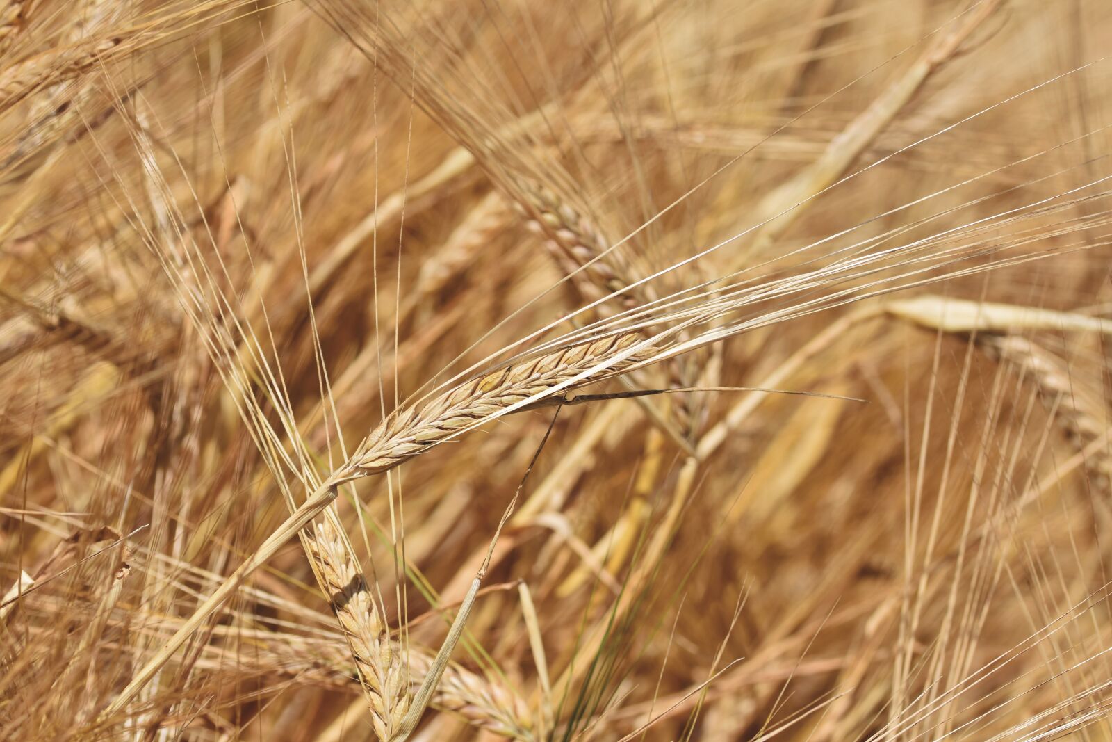 Nikon D7200 sample photo. Barley, cereals, cornfield photography