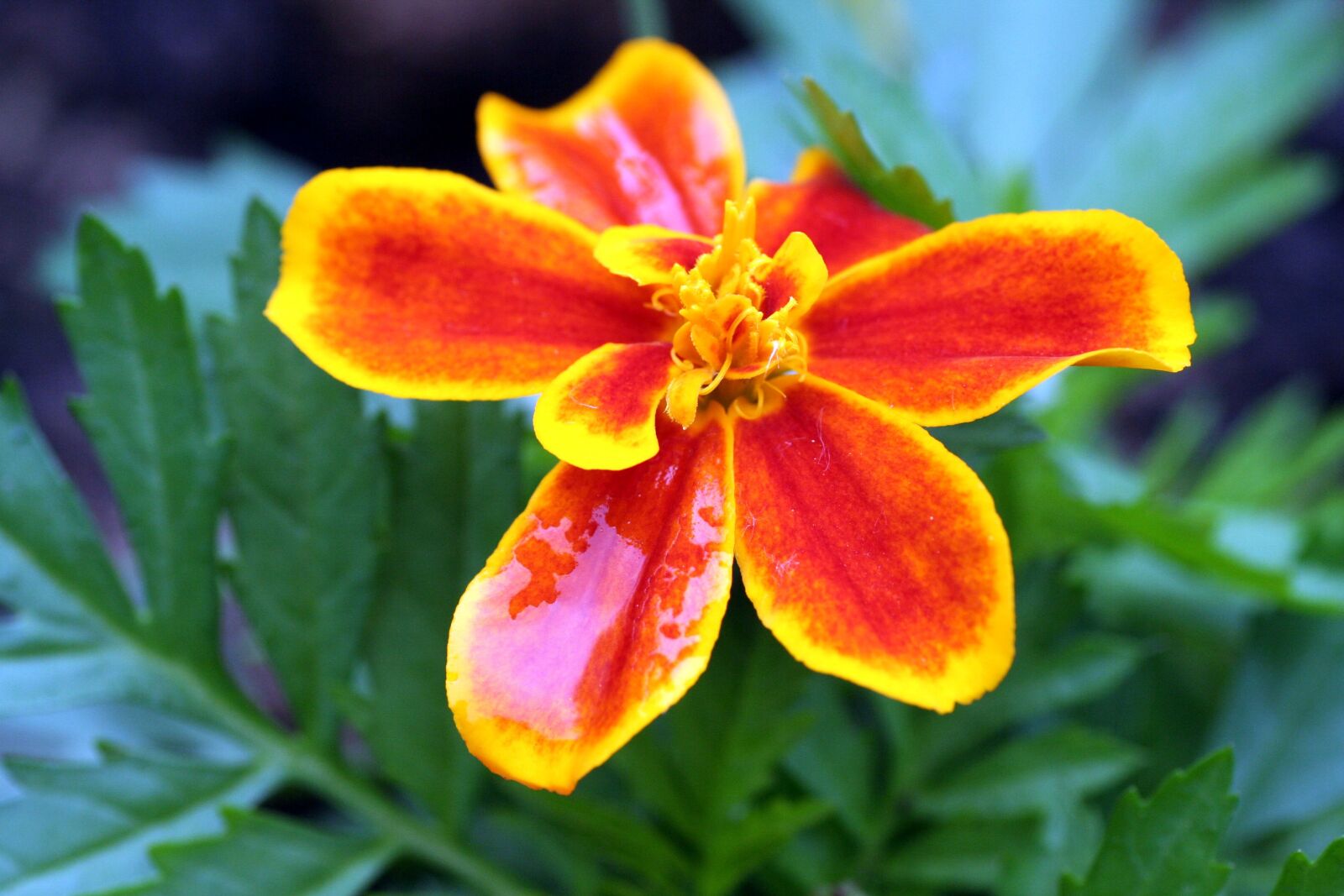 Canon EOS 350D (EOS Digital Rebel XT / EOS Kiss Digital N) sample photo. Flower, carnations of india photography