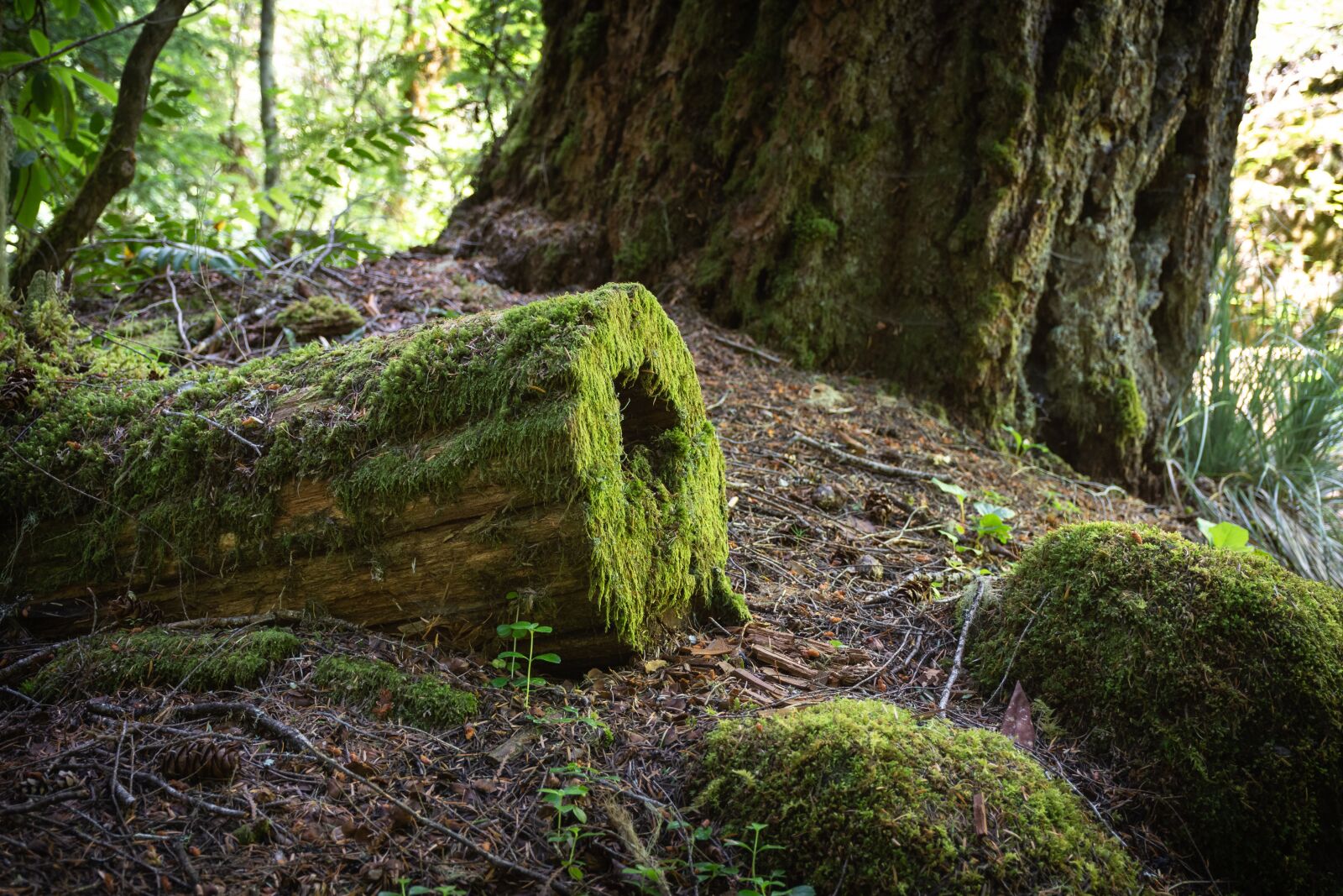 Nikon D7200 sample photo. Nature, tree, moss photography