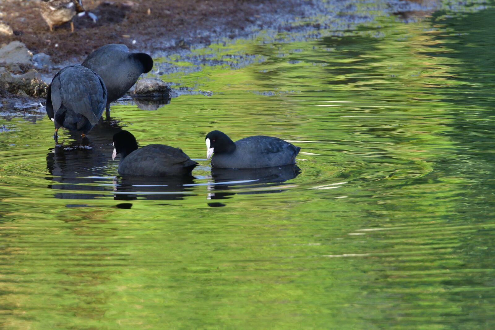 Nikon D500 sample photo. Waters, natural, wild animals photography