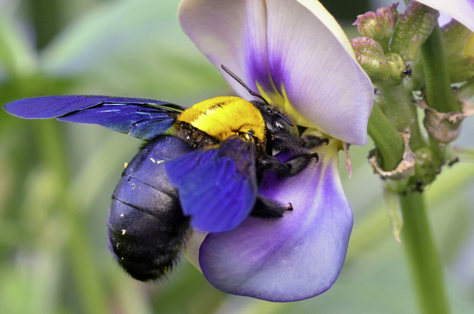 Nikon D7000 sample photo. Insect, bee, macro photography