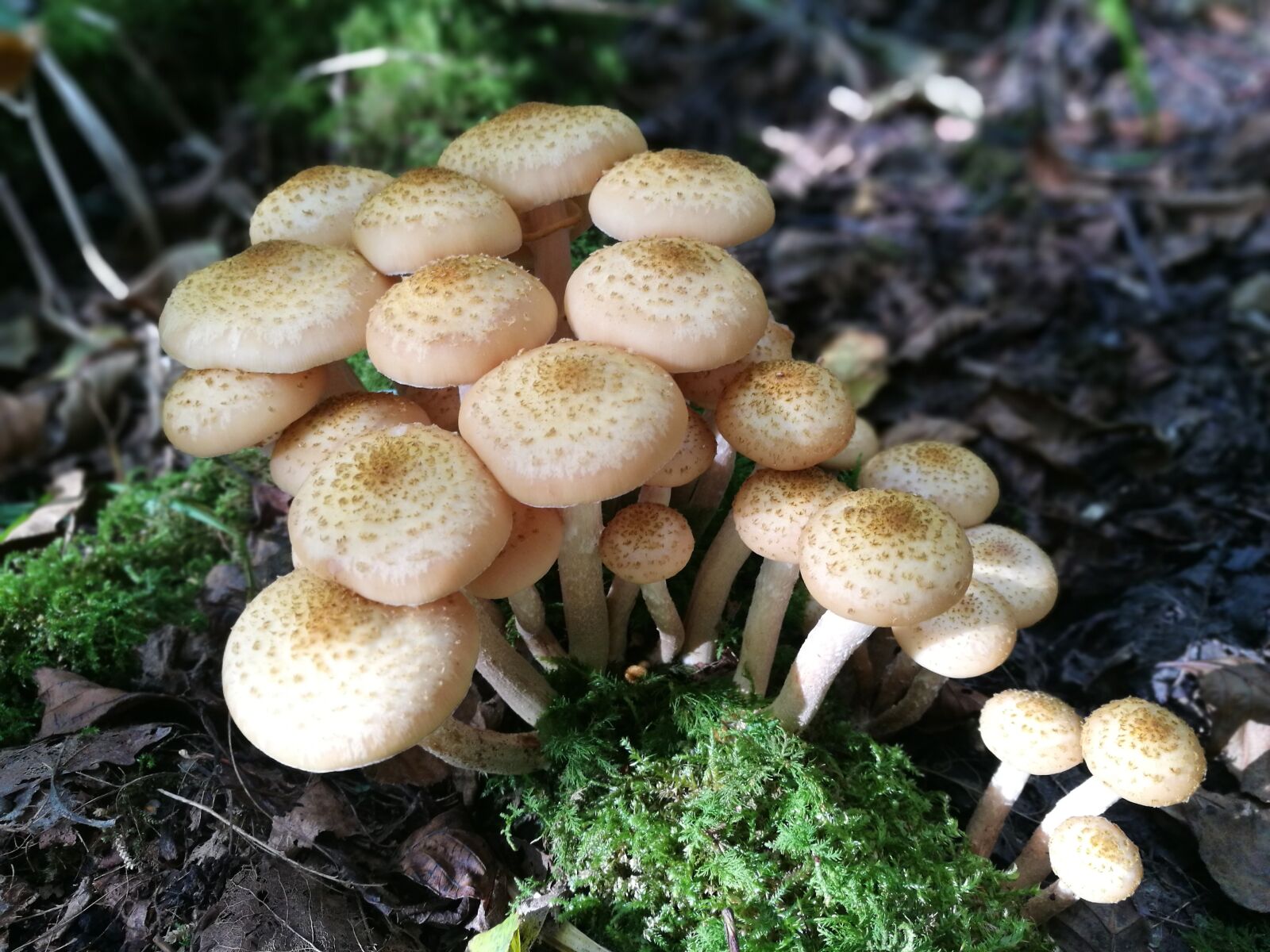 HUAWEI P9 sample photo. Fungus family, autumn, forest photography