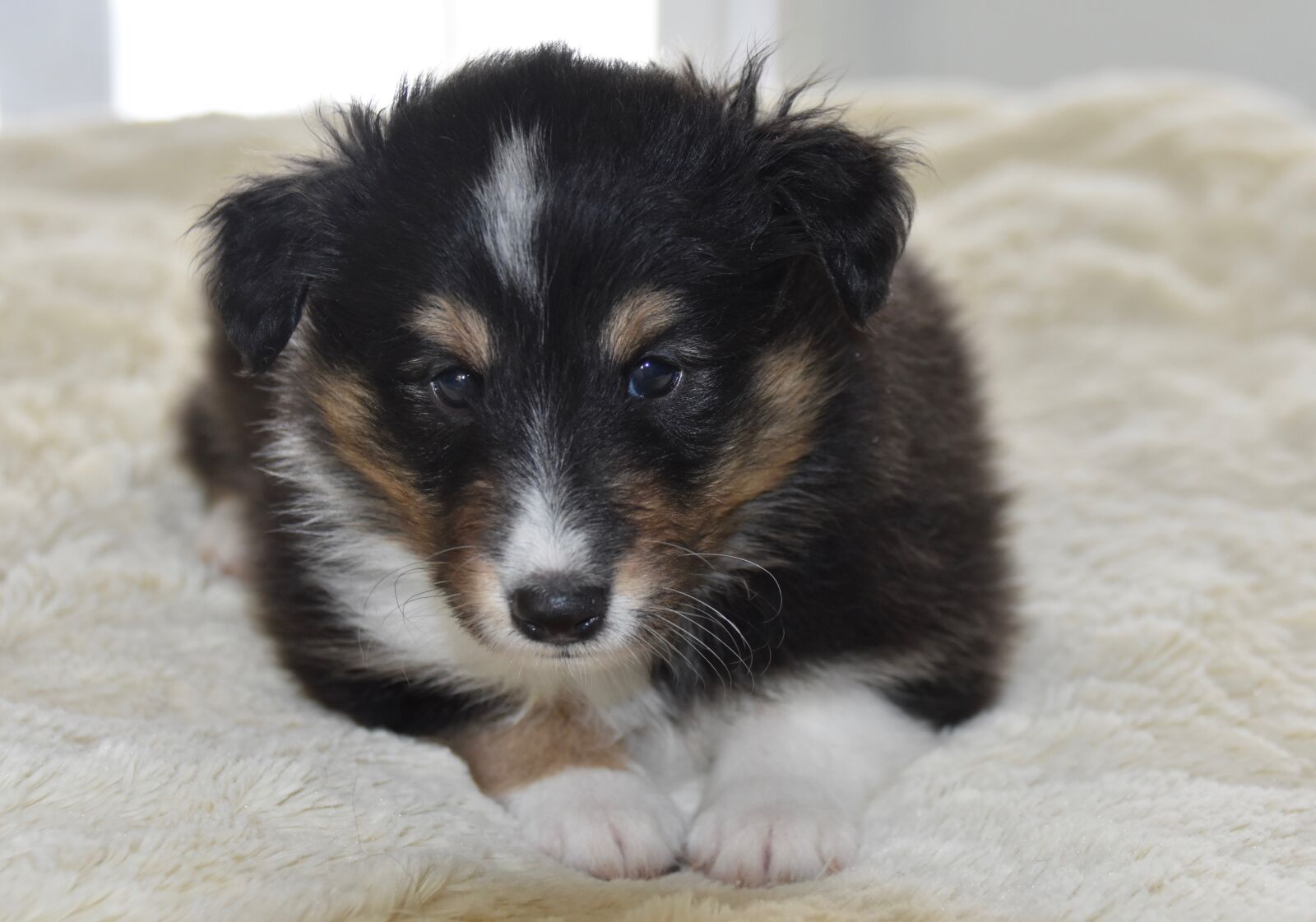 Nikon D5600 sample photo. Puppy, dog, pup photography