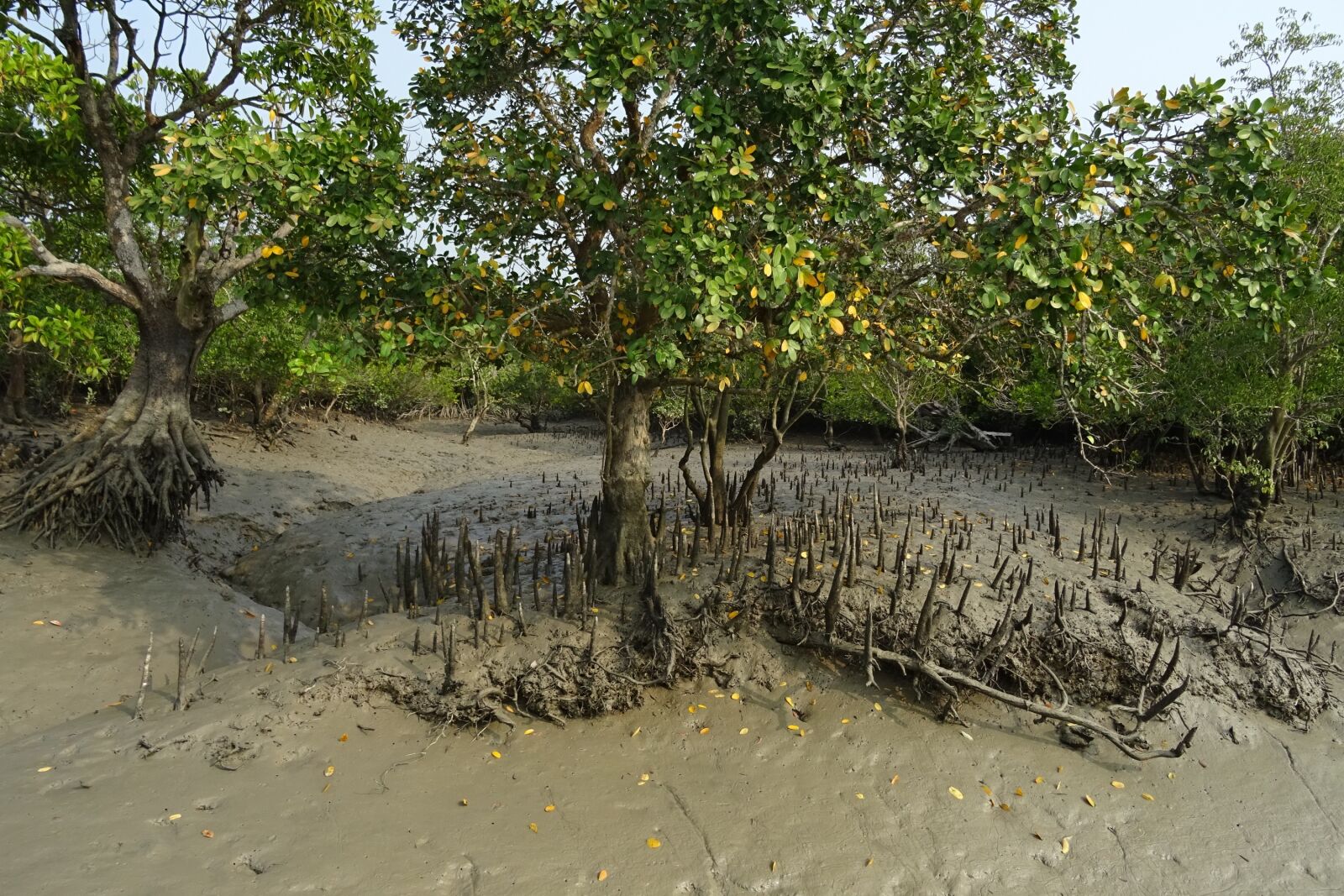 Sony DSC-HX60V sample photo. Mangroves, aerial roots, sundarbans photography
