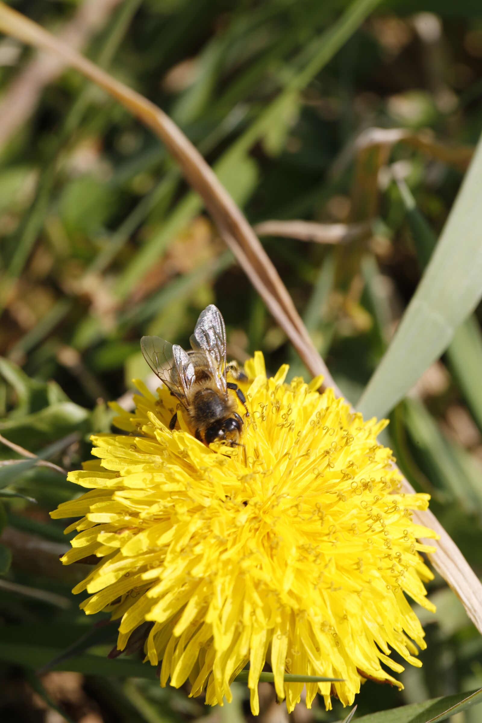 Canon EF 100mm F2.8L Macro IS USM sample photo. Dandelion, bee, flower photography
