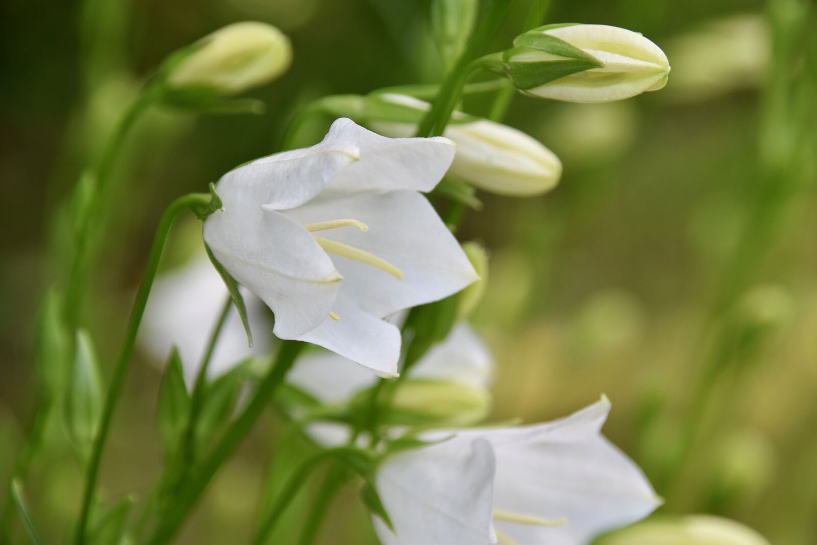 Nikon D5600 sample photo. Flower, button flower, white photography