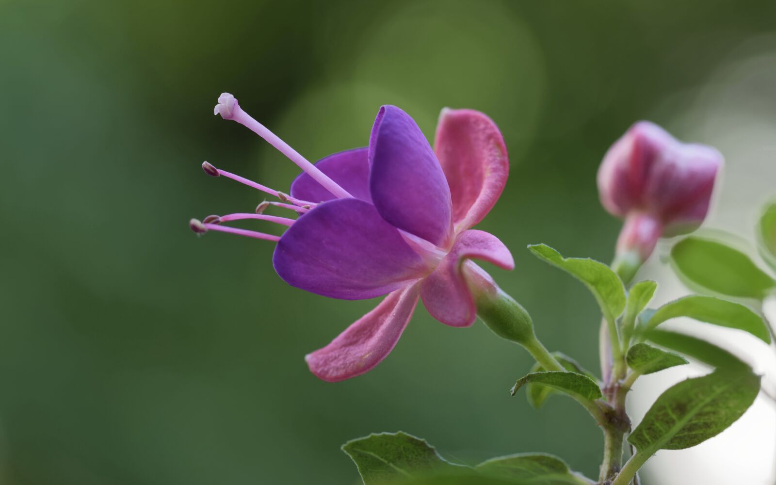 Nikon D5300 sample photo. Flower, bell, campanula photography