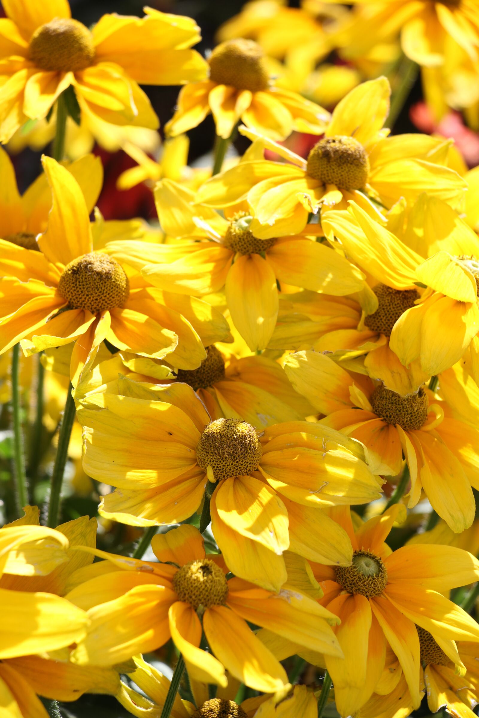 Canon EOS 7D sample photo. Yellow, flower, yellow flower photography
