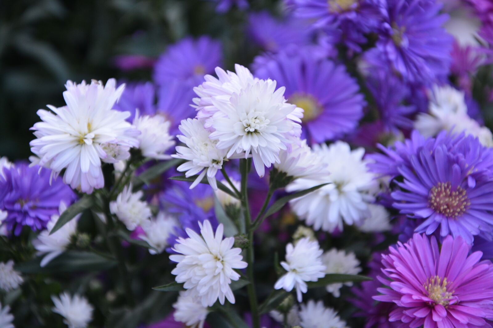 Nikon D5200 sample photo. Plant, plants, pomponettes photography