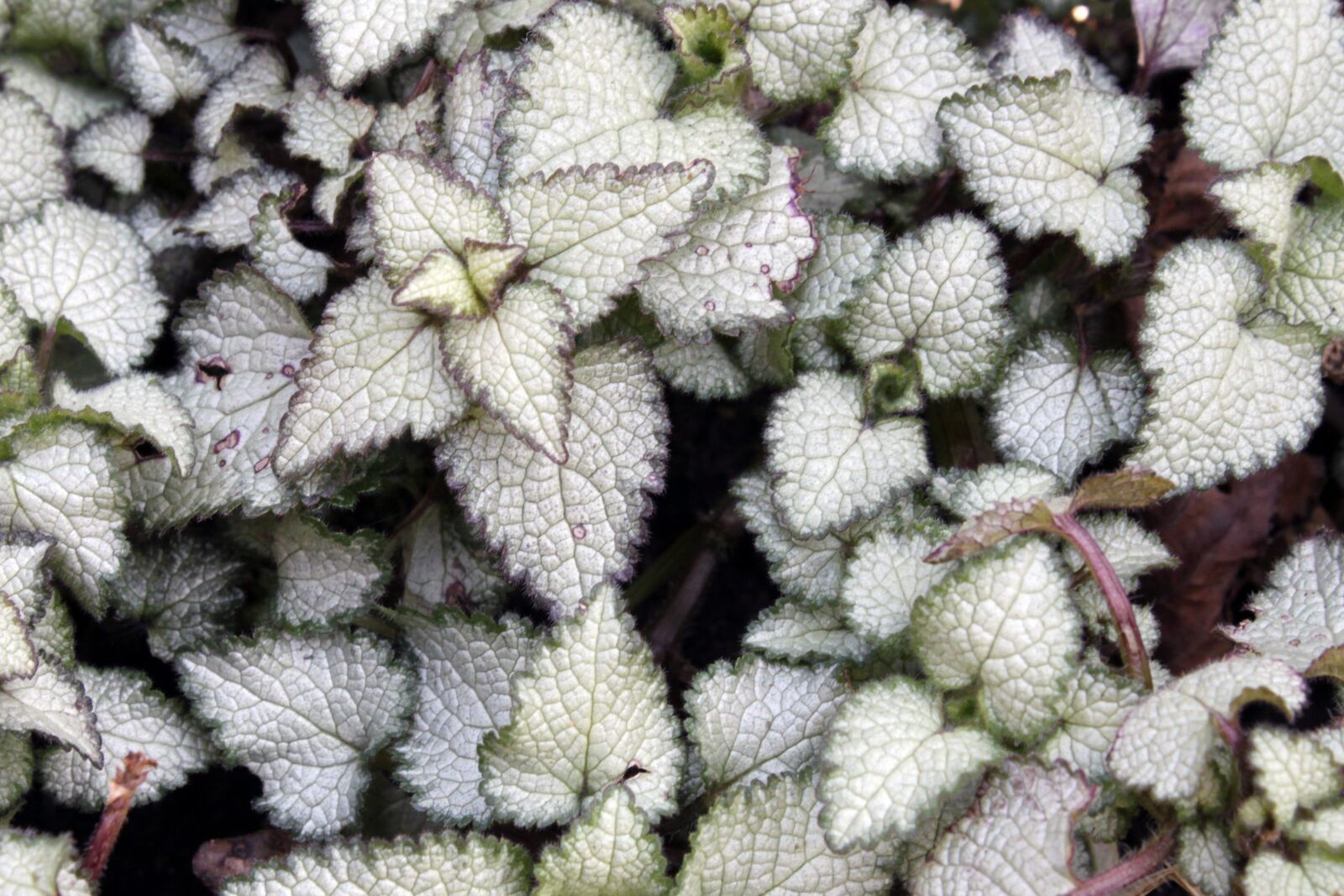 Canon EOS 500D (EOS Rebel T1i / EOS Kiss X3) sample photo. Leaves, ground cover, gardens photography