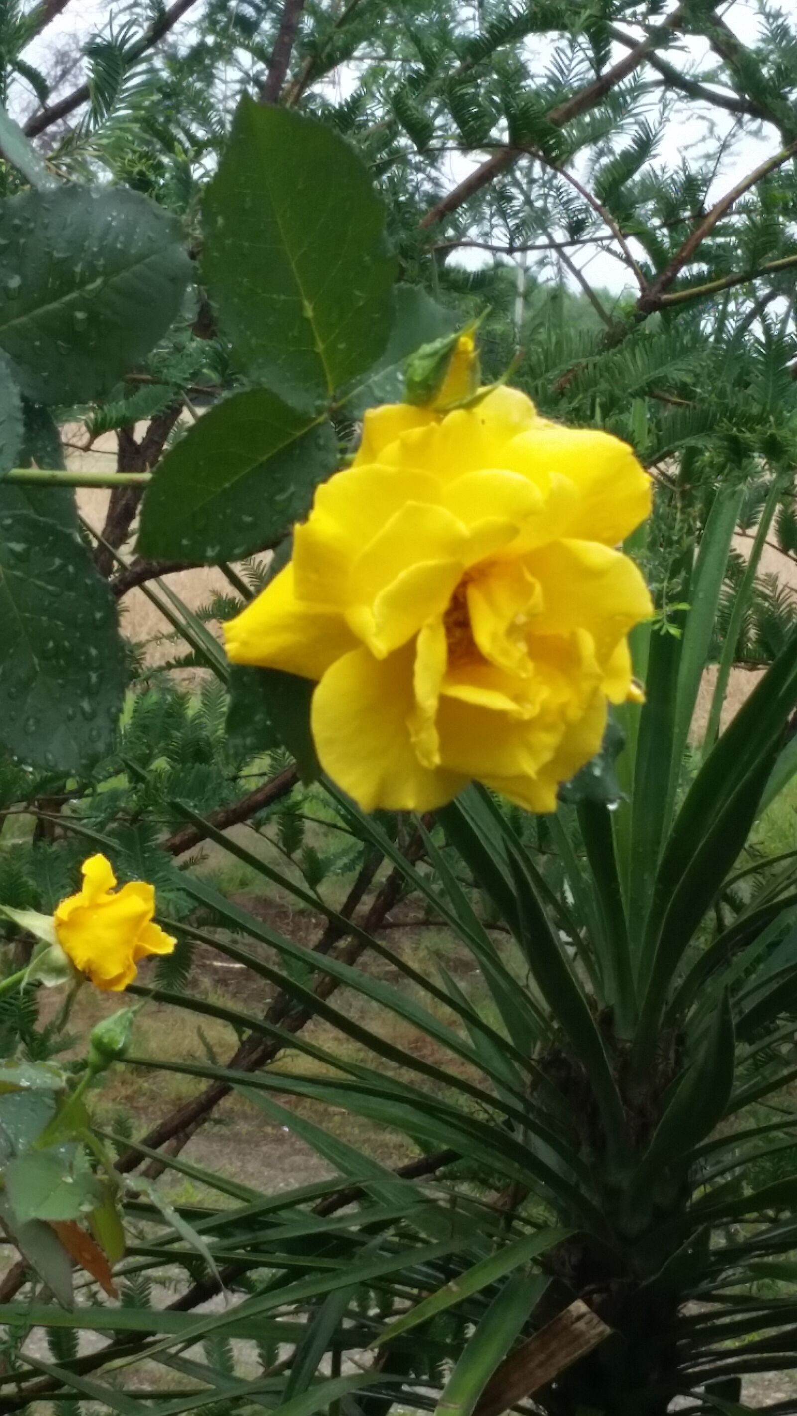Samsung Galaxy S5 sample photo. Yellow, rose, flower photography
