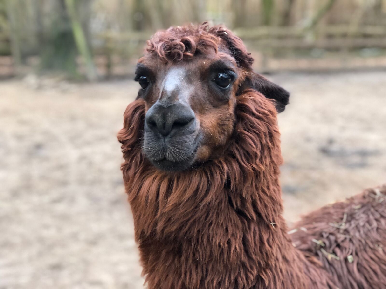 iPhone 8 Plus back dual camera 6.6mm f/2.8 sample photo. Animal, mammal, camel photography