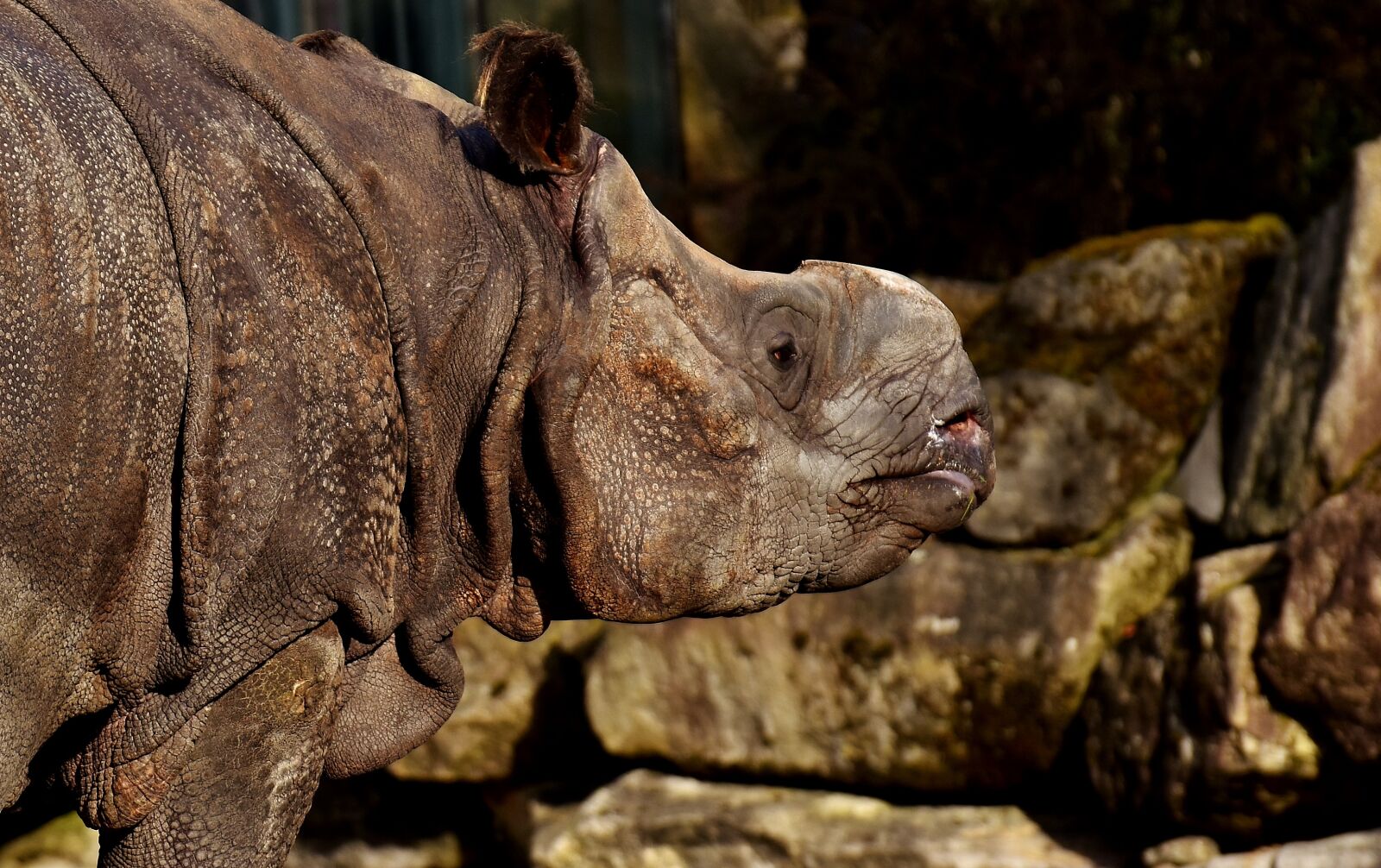 Nikon D7200 sample photo. Rhino, animal, animal world photography
