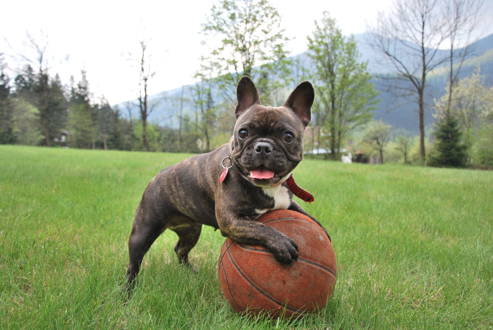 Nikon D60 sample photo. French bulldog, puppy, dog photography