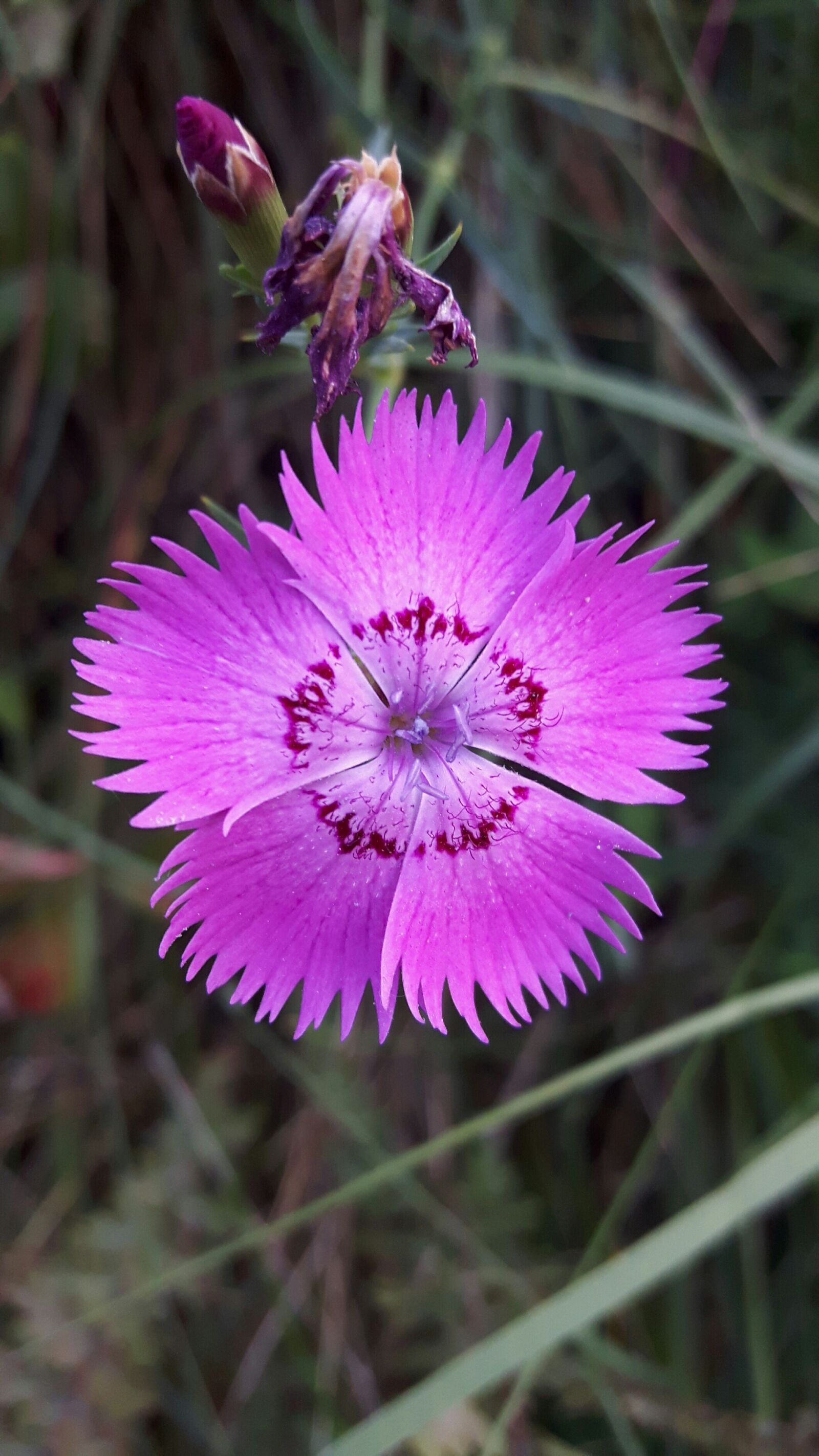 Samsung Galaxy S5 Neo sample photo. Carnation, flower, pink photography