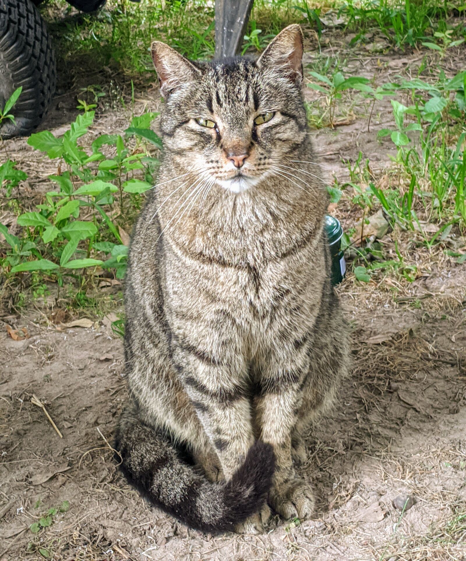 Google Pixel sample photo. Cat, tomcat, animal photography