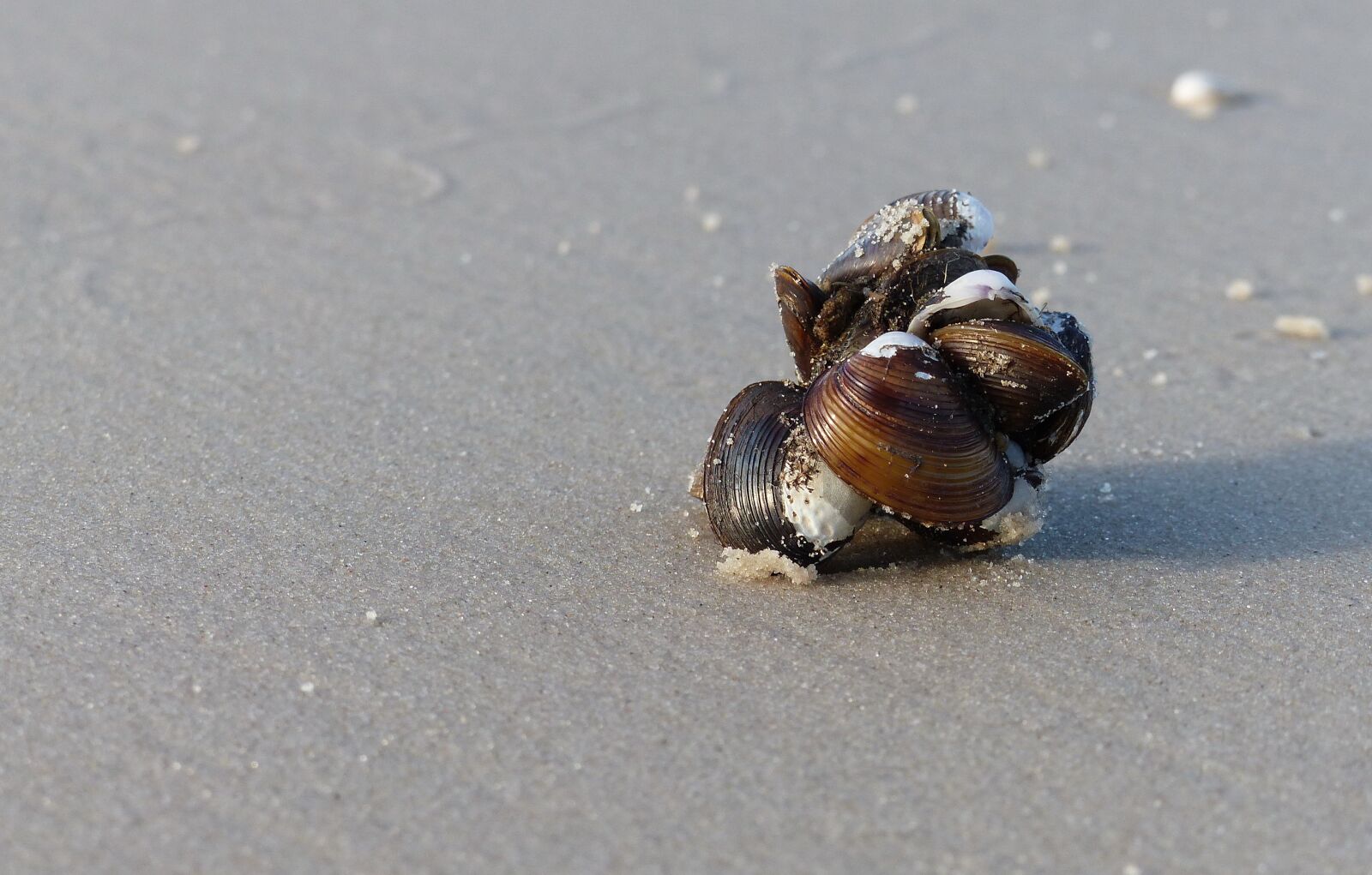 Panasonic Lumix DMC-FZ200 sample photo. Nature, sand, exoskeleton photography