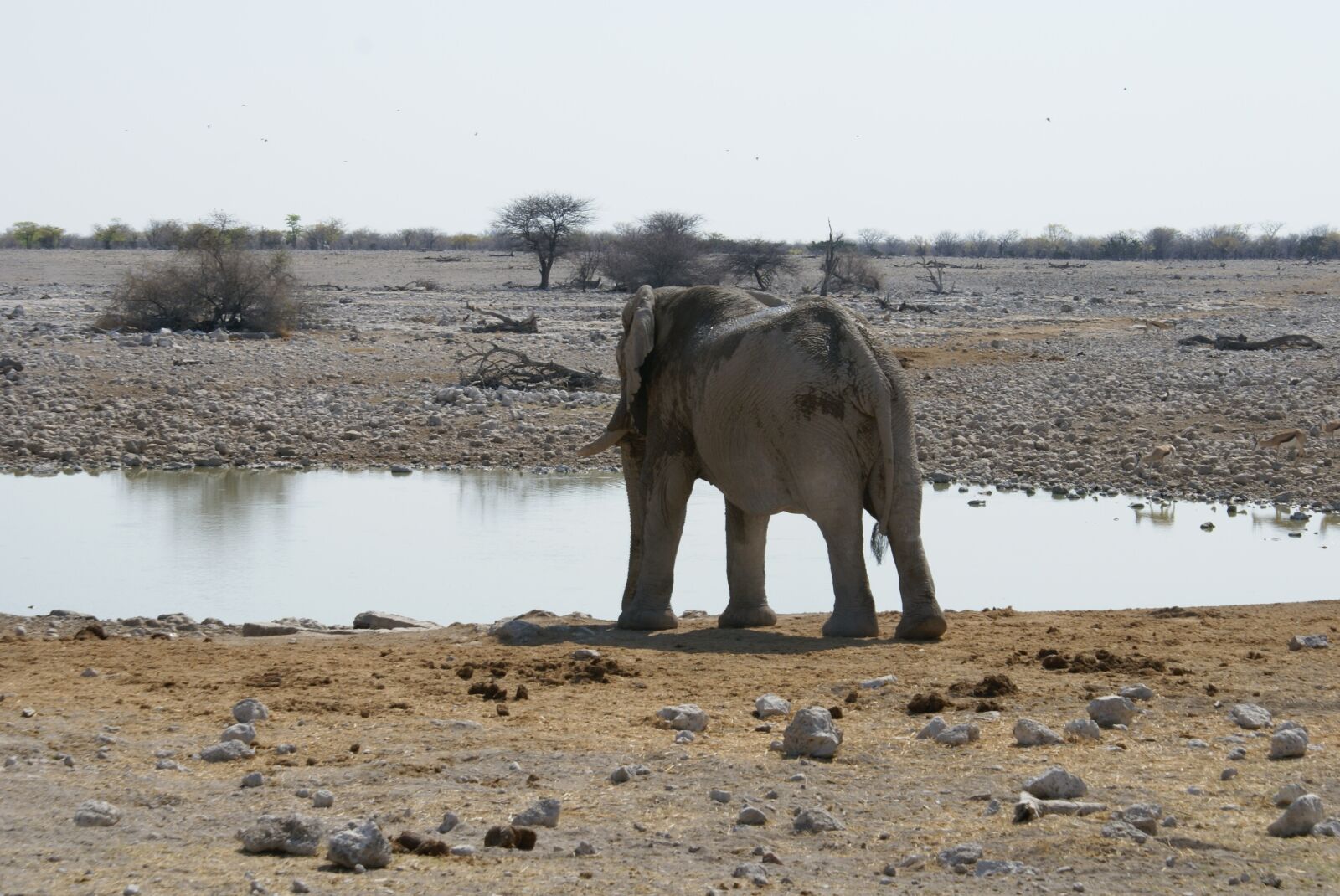 Sony Alpha DSLR-A100 sample photo. Elephant, namibia, watering hole photography