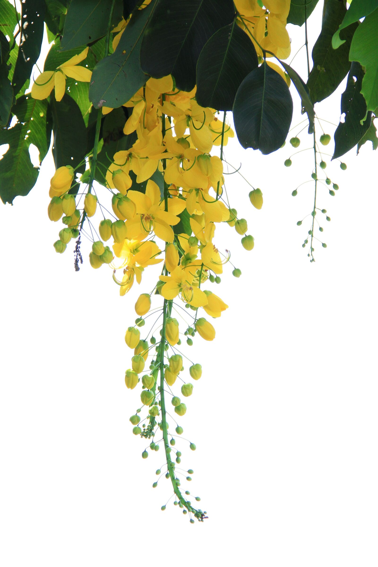 Canon EOS 7D sample photo. Background, leaf, plant photography