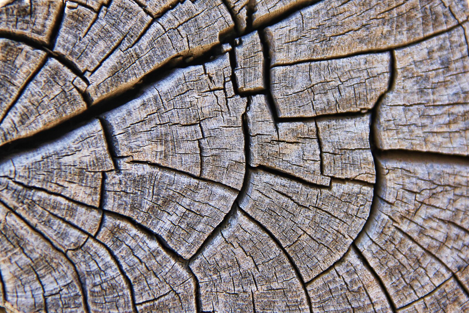 Canon EOS 550D (EOS Rebel T2i / EOS Kiss X4) sample photo. Texture, wood, grain photography