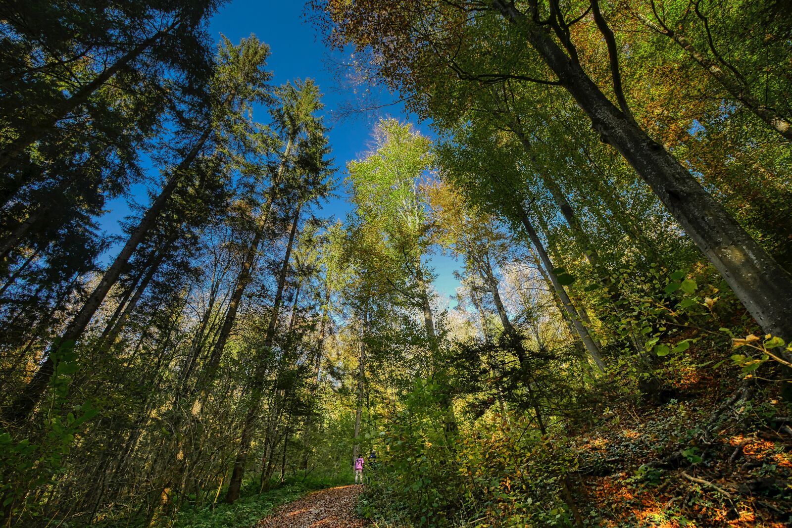 Panasonic Lumix DMC-GX8 sample photo. Forest, sky, perspective photography