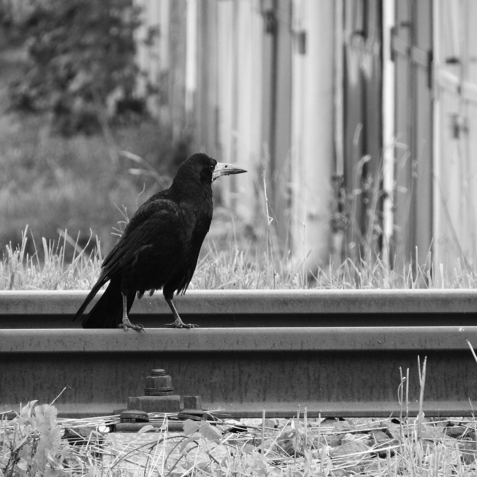 Nikon Coolpix P610 sample photo. Raven, track, bird on photography