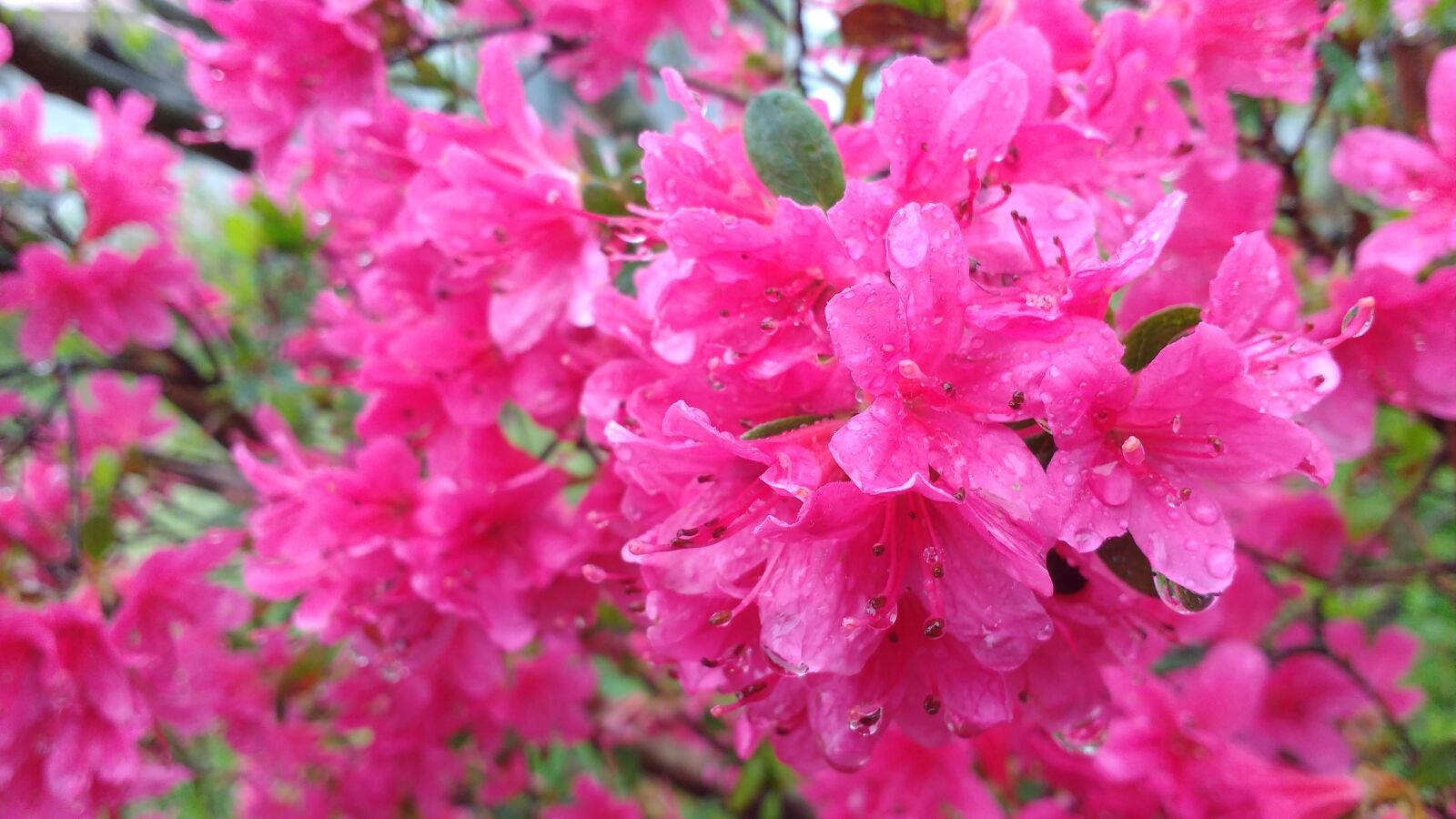 Motorola MotoG3 sample photo. Rhododendron, azalea, pink photography