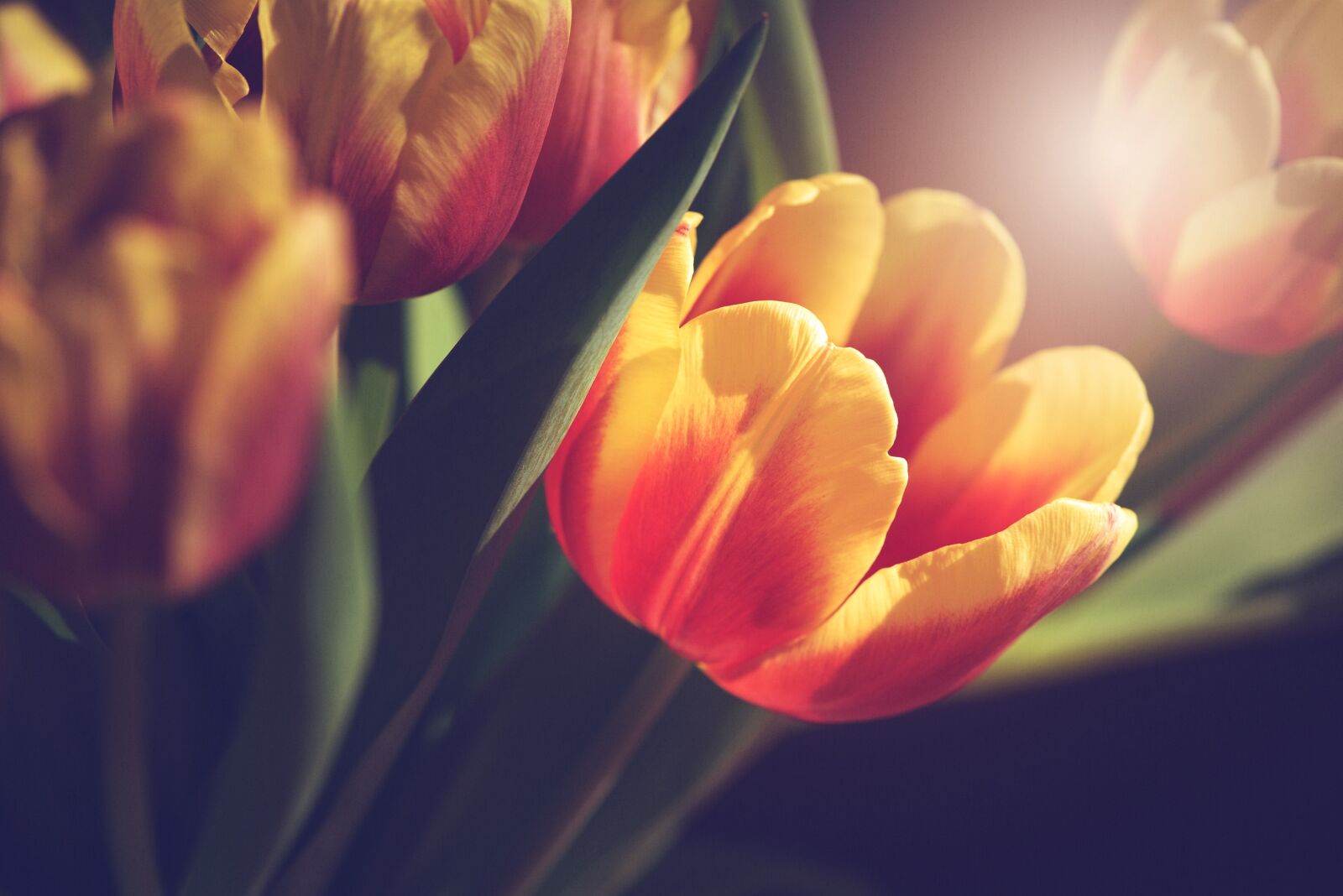 Nikon D750 sample photo. Flower, tulip, bloom photography