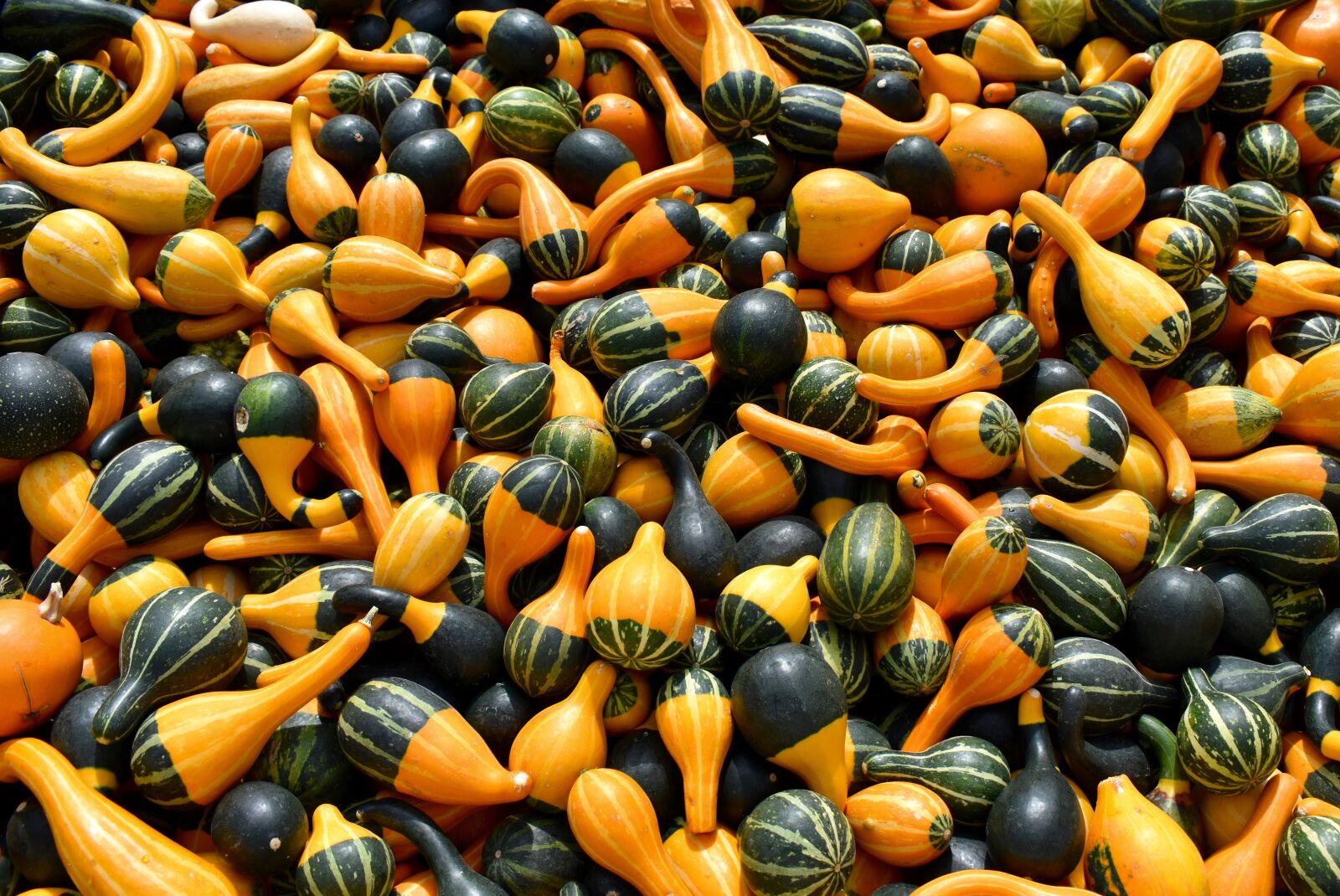 Nikon D3400 sample photo. Pumpkins, squash, fall photography