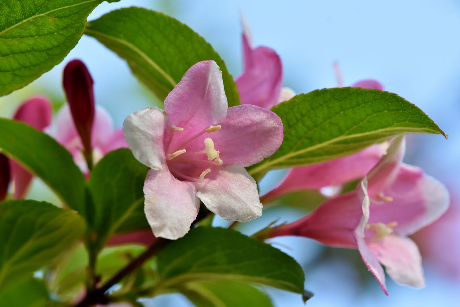 Nikon D7200 sample photo. Jasmin, jasmine flower, mock photography