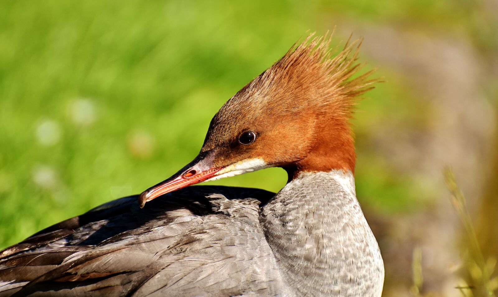 Nikon D7200 sample photo. Merganser, mergus merganser, duck photography