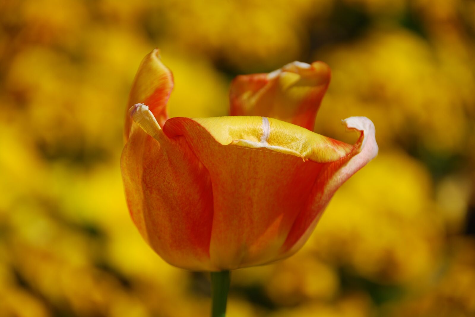 Nikon D80 sample photo. Tulip, flower, yellow photography