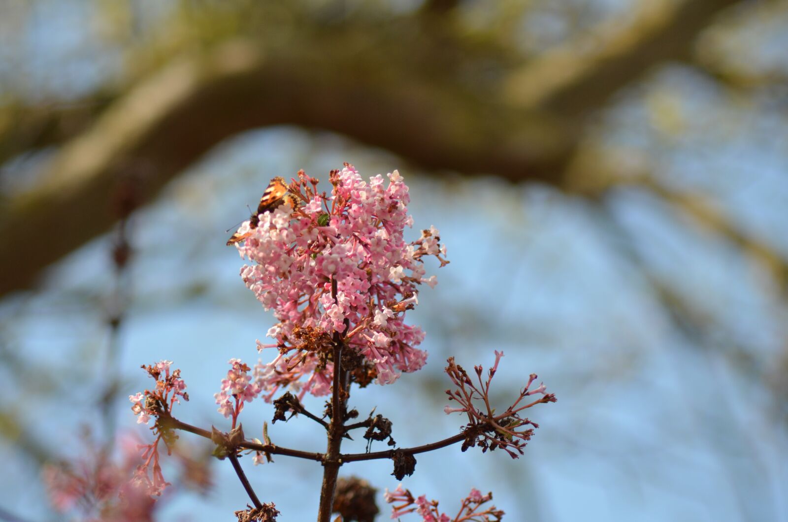 Nikon D5100 sample photo. Flower, pink, garden photography