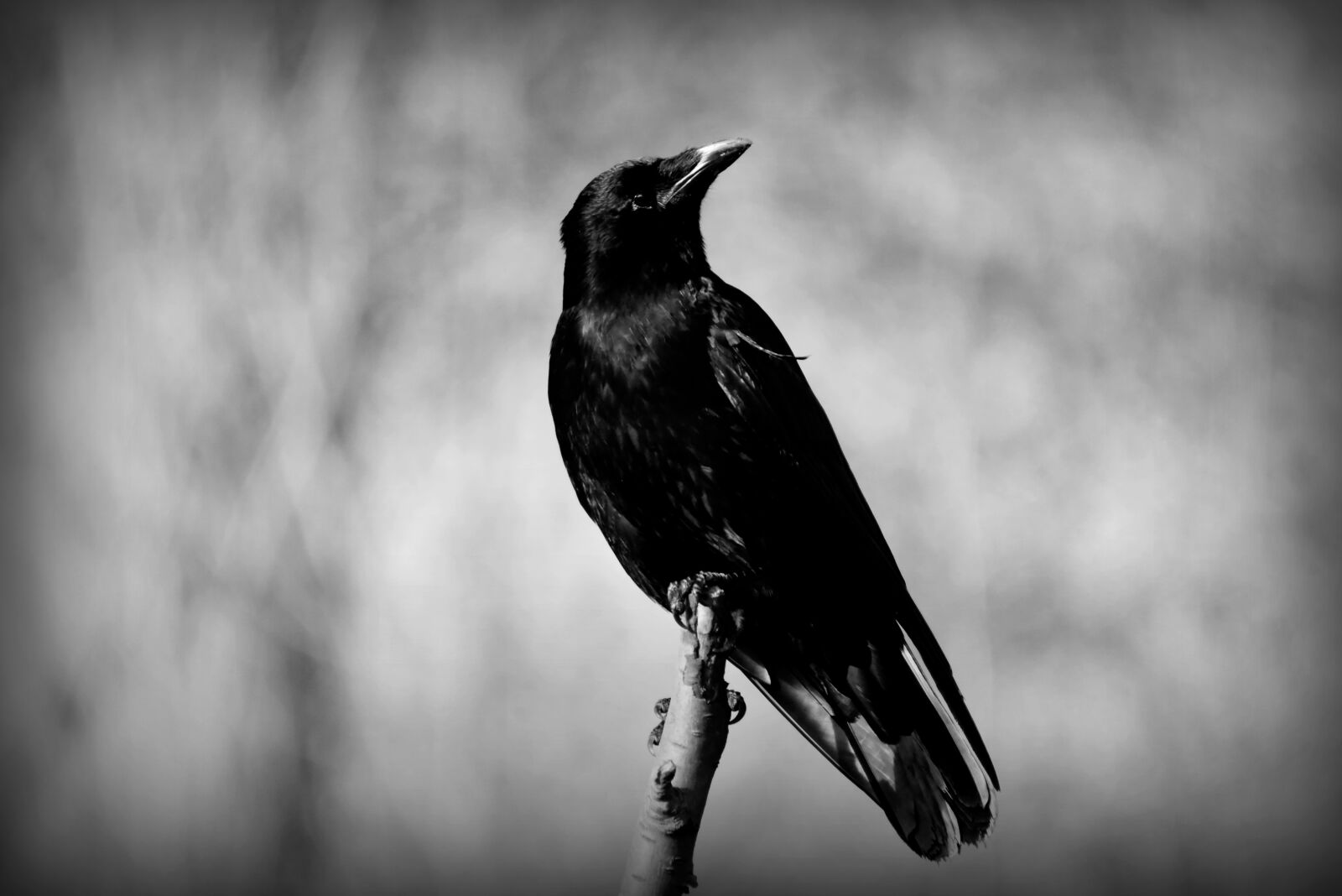 Nikon D750 sample photo. Crow, bird, corvus photography