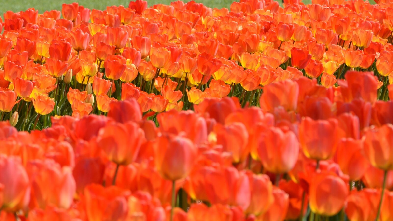 Nikon D7100 sample photo. Tulips, park, red photography
