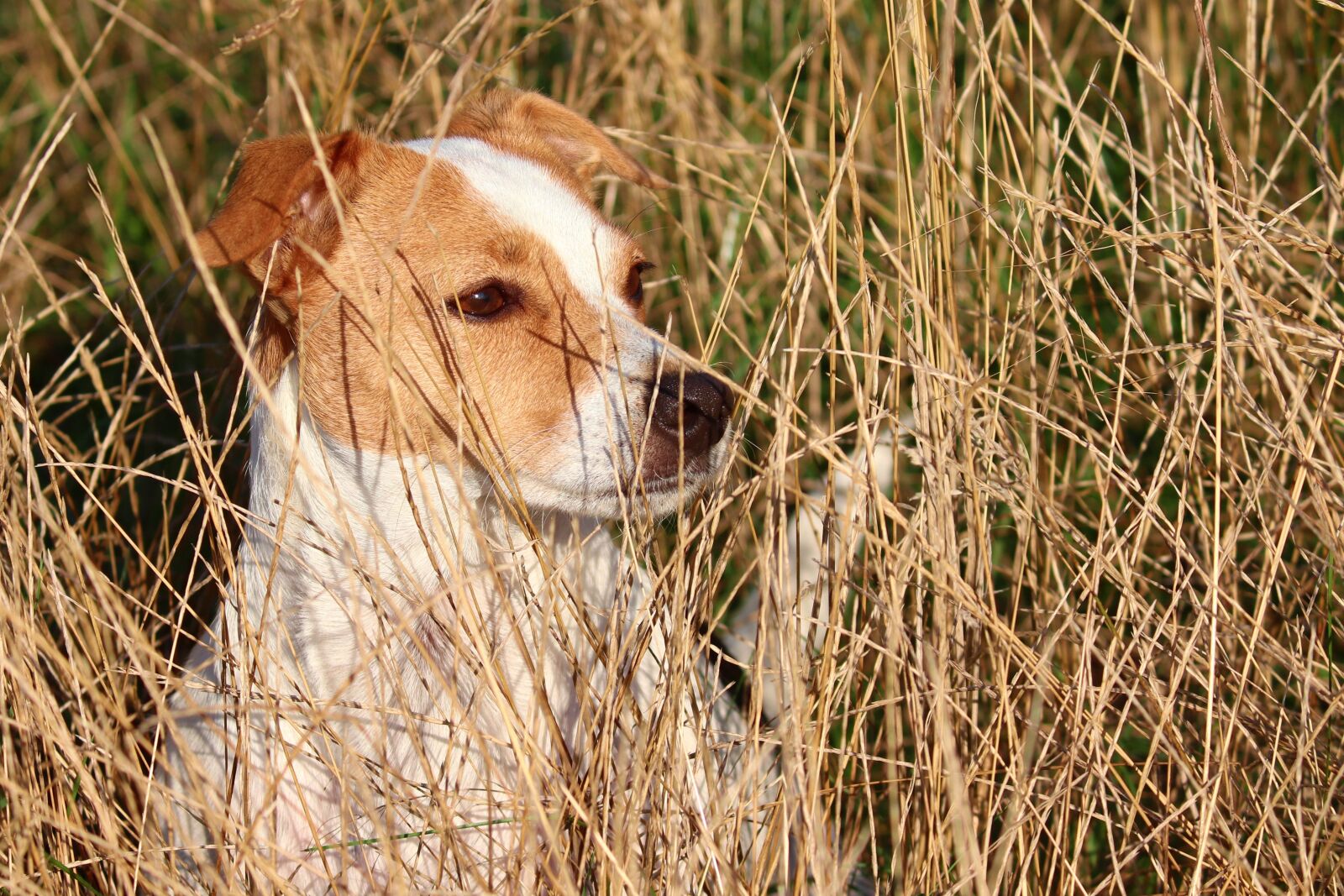 Canon EOS 200D (EOS Rebel SL2 / EOS Kiss X9) + Canon EF-S 55-250mm F4-5.6 IS II sample photo. Dog, pet, grass photography