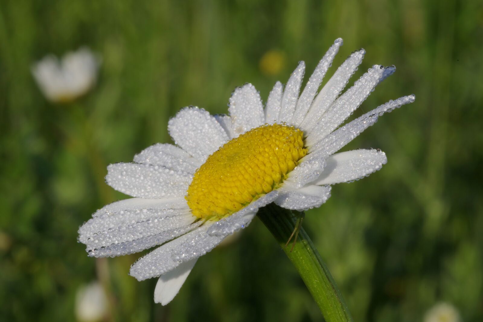 Pentax K-S2 sample photo. Daisy, flower, macro photography