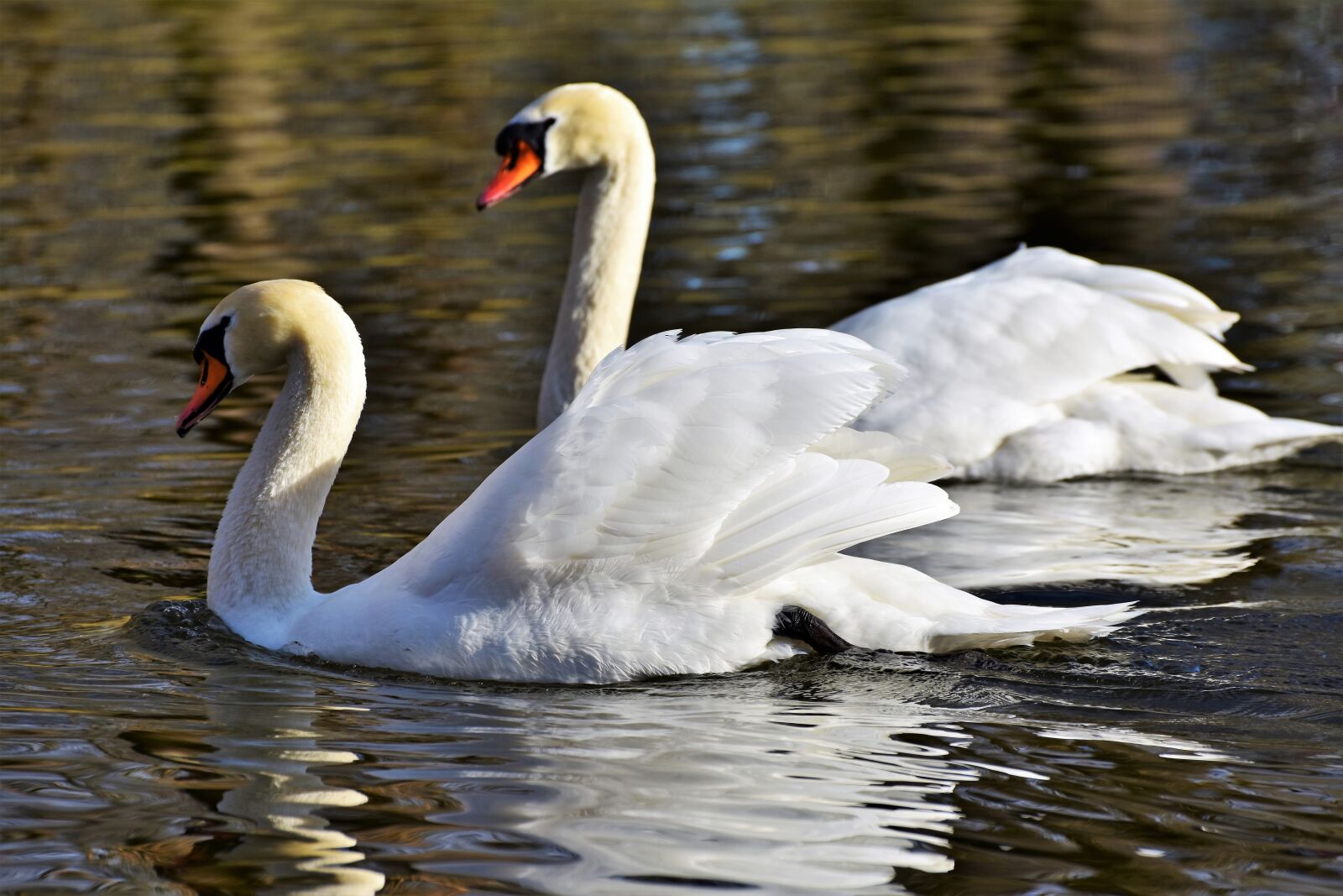Nikon D7200 sample photo. Swan, water bird, schwimmvogel photography