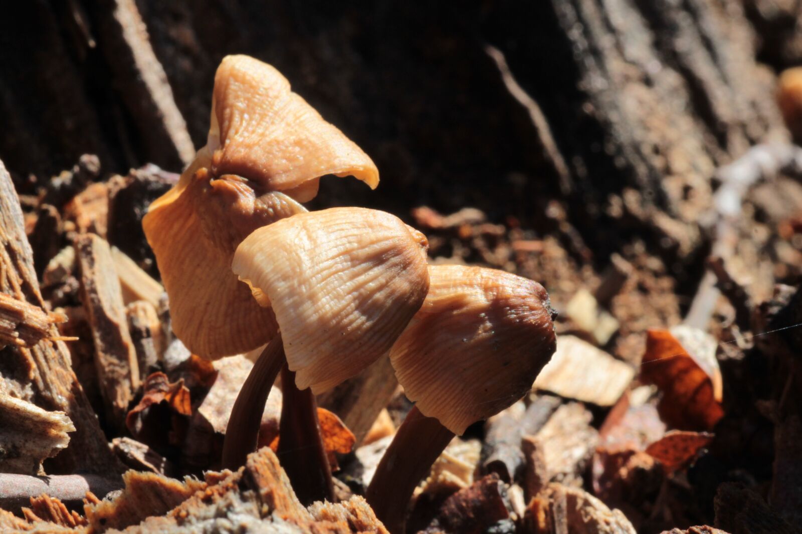Canon EOS 500D (EOS Rebel T1i / EOS Kiss X3) sample photo. Mushrooms, mushroom, nature photography